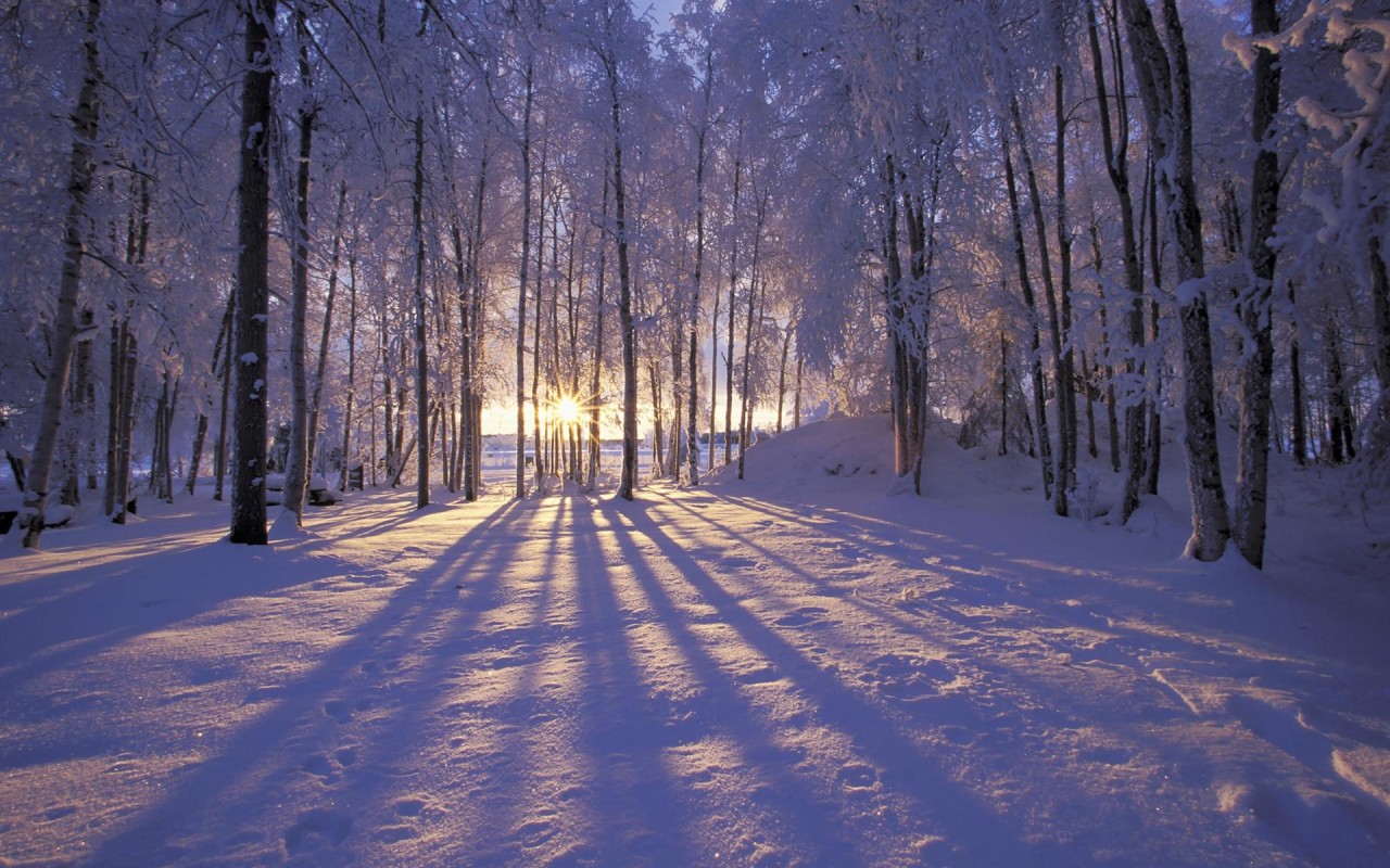 Free Winter, Beautiful Wallpapers - High Resolution Snow Forest Background - HD Wallpaper 