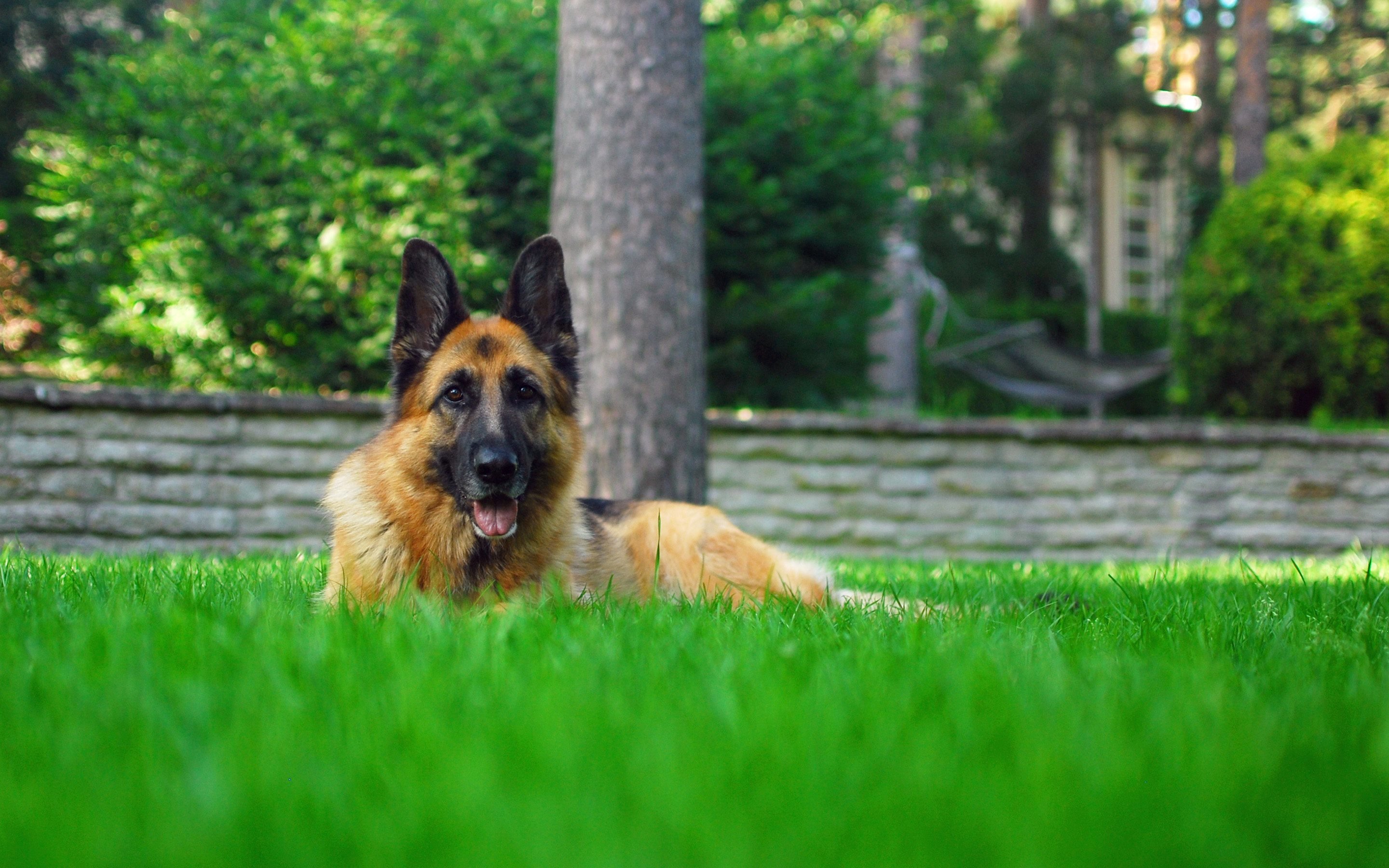 Free Download German Shepherd Wallpaper Id - 4k Uhd German Shepherd - 2880x1800 Wallpaper Free Download German Shepherd Wallpaper Id - 4k Uhd German Shepherd - 2880x1800 Wallpaper