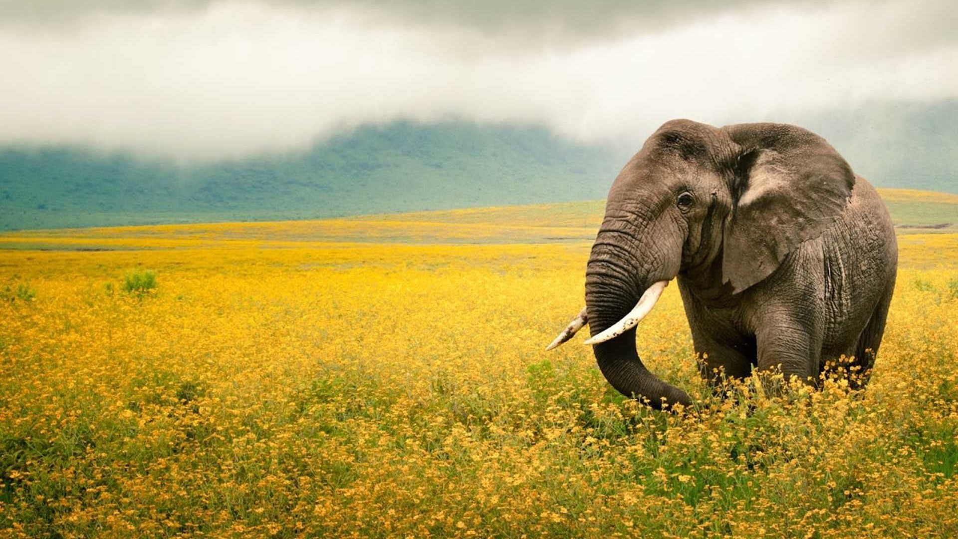 Elephant Superb Wallpaper - National Geographic Animal Hd - HD Wallpaper 