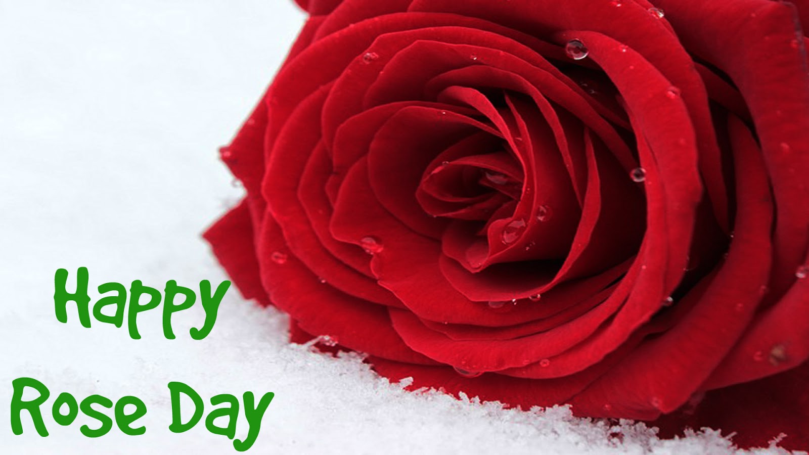 Happy Rose Day Wallpapers - Garden Roses - HD Wallpaper 