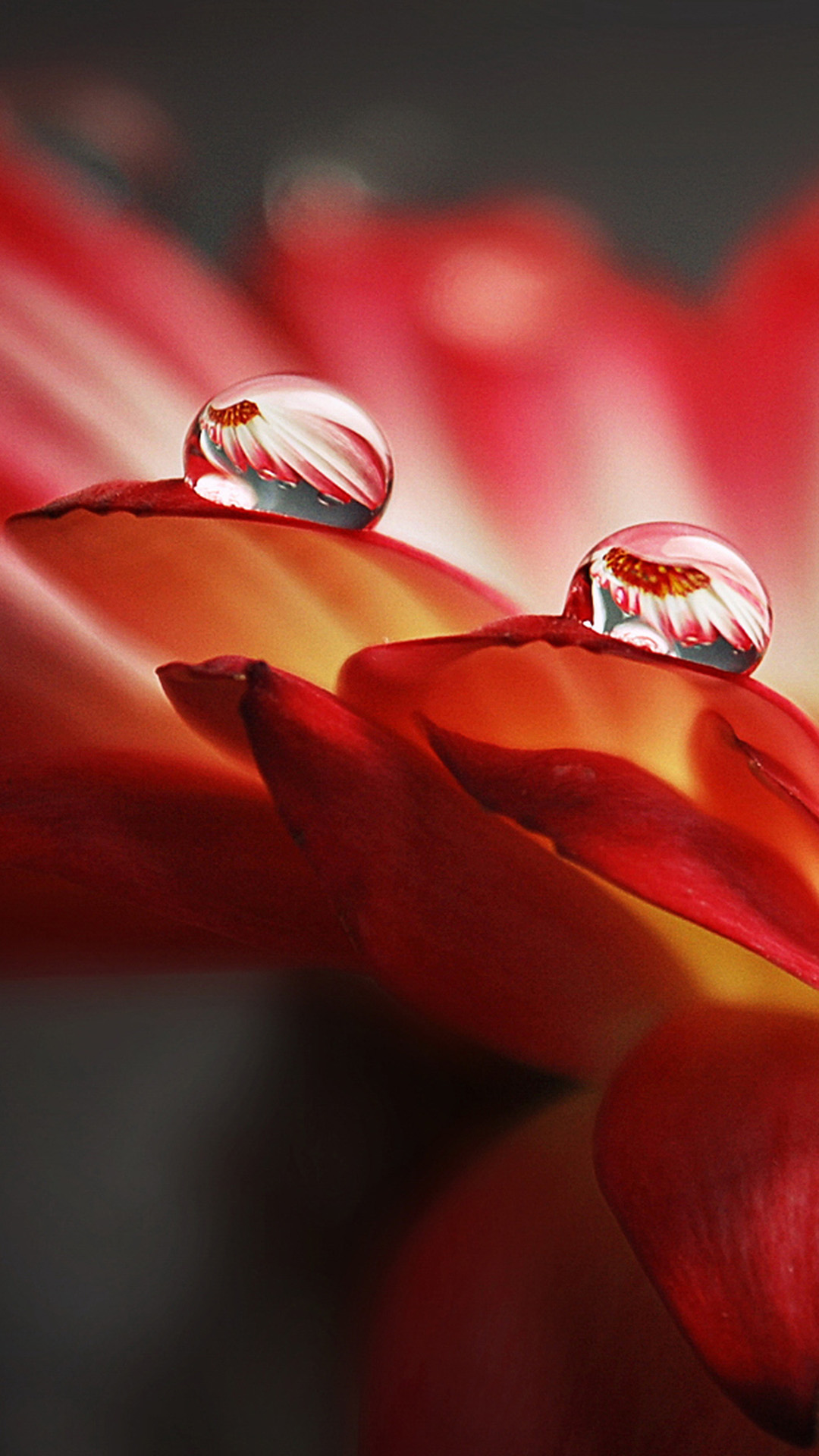 Macro 1080 720 - HD Wallpaper 