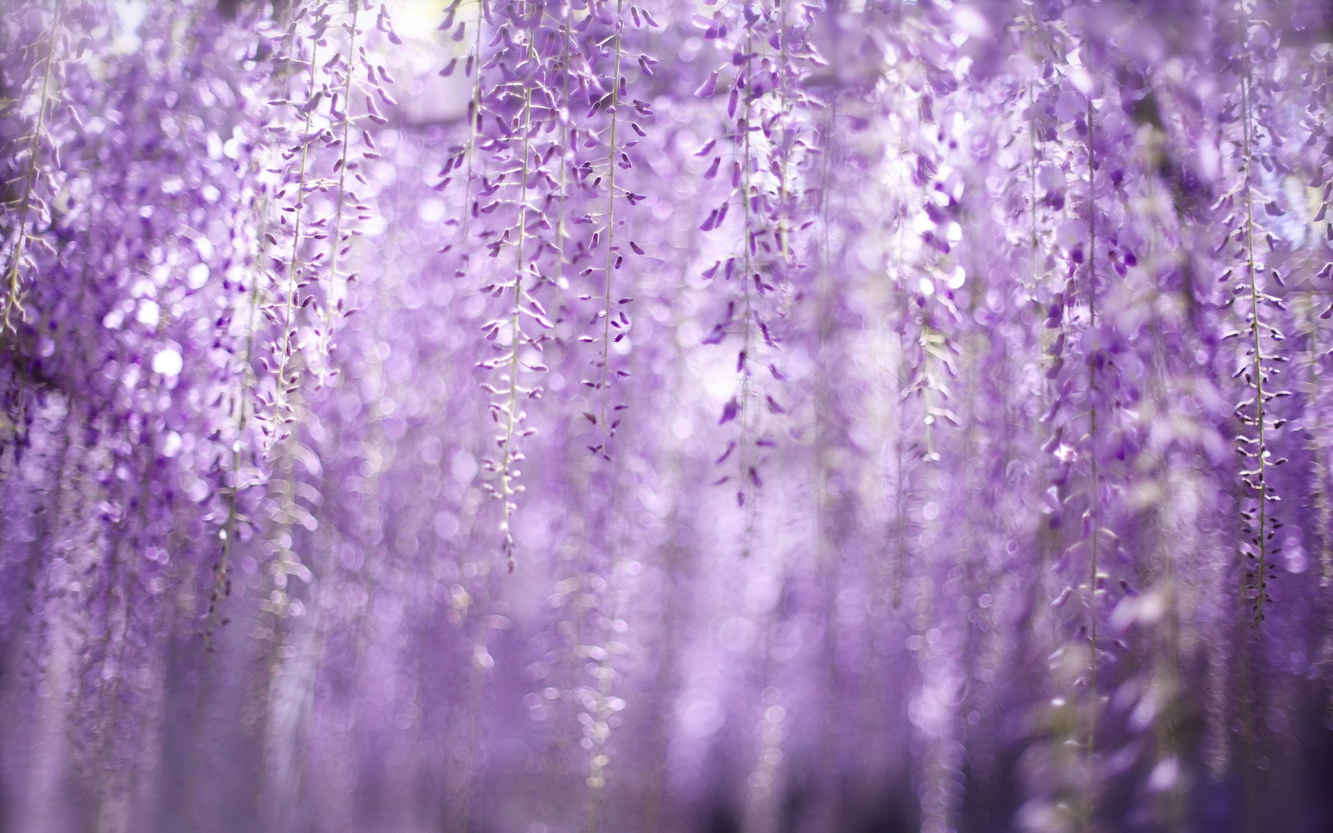 Spring Wisteria Flowers Bokeh Hd Wallpaper - Wisteria Background - HD Wallpaper 