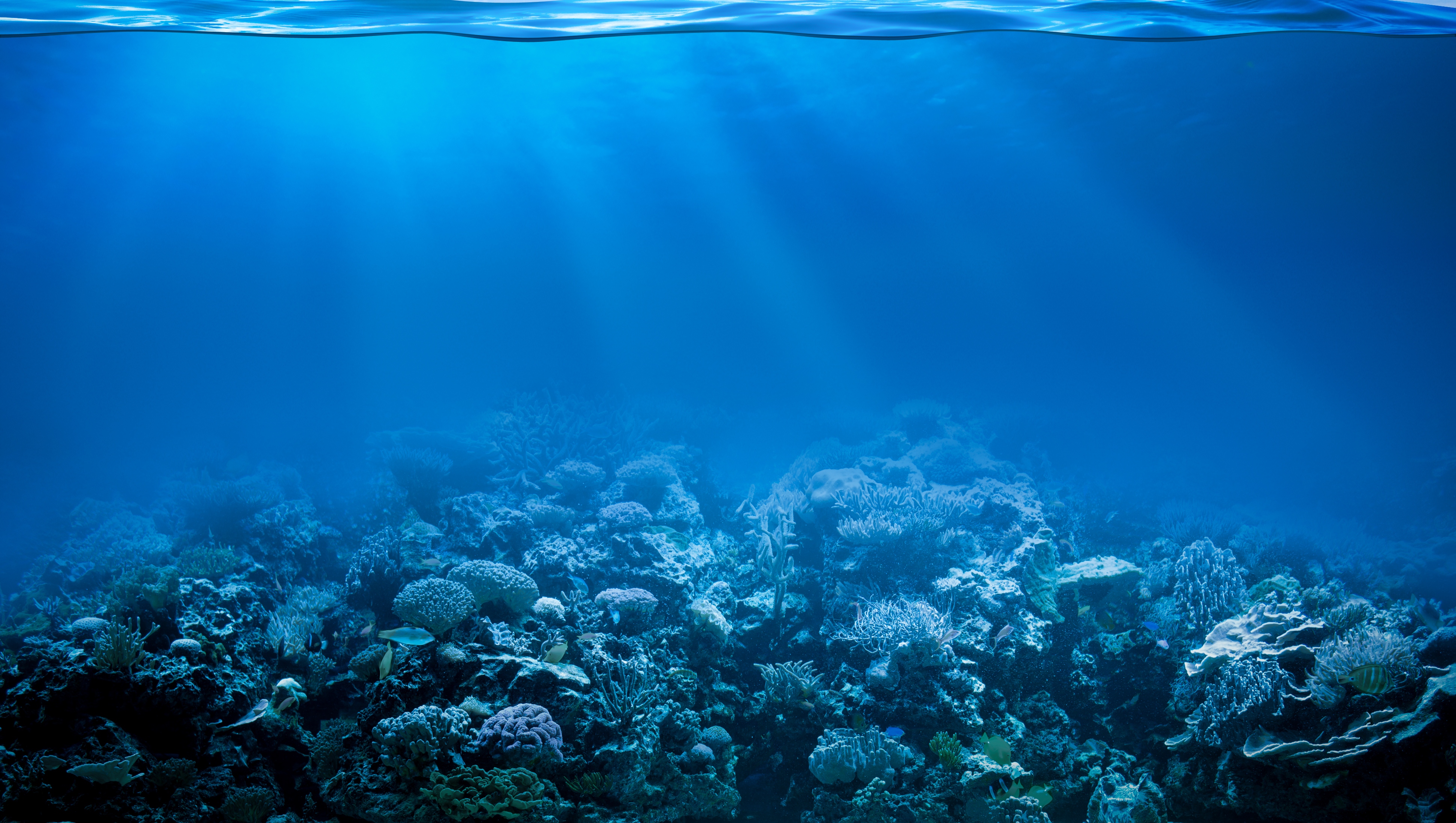 Underwater Coral Reef Ocean Background - HD Wallpaper 