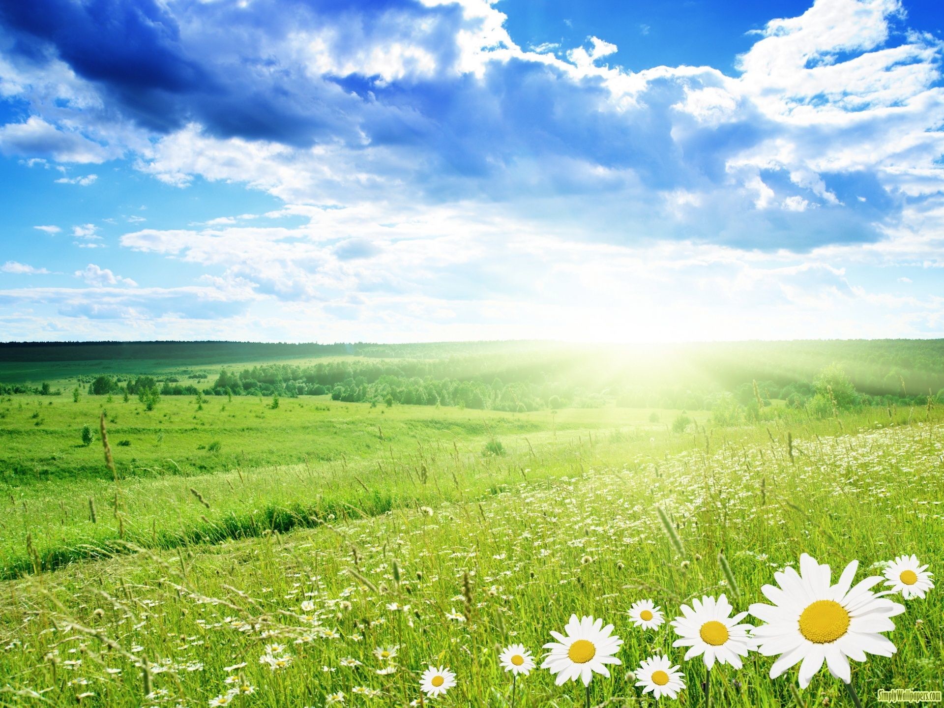 1920x1440, Landscape Backgrounds - Flower Landscape Background - HD Wallpaper 