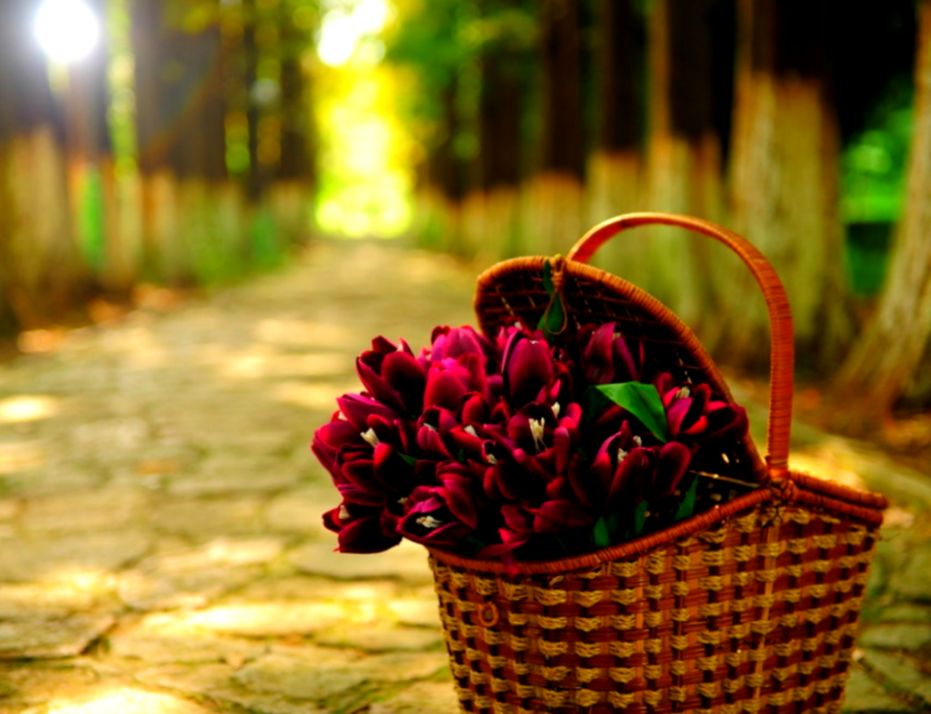 Flowers Basket Wallpapers Hd Free Hd Wallpaper - New Beautiful Wallpapers Flowers Hd - HD Wallpaper 