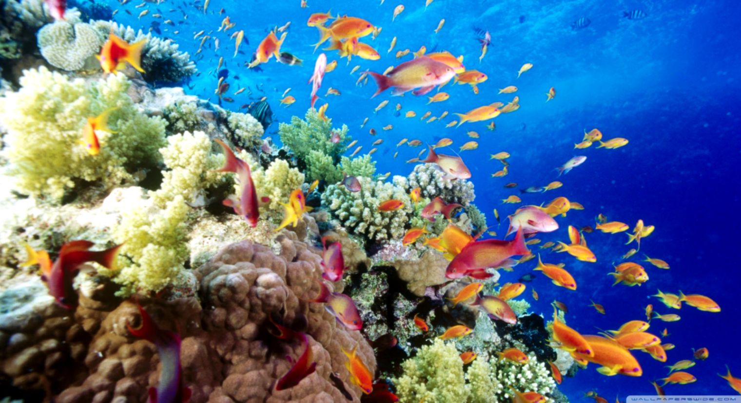 Coral Reef Southern Red Sea Near Safaga Egypt ❤ 4k - Tubbataha Reef Sa  Palawan - 1520x828 Wallpaper 