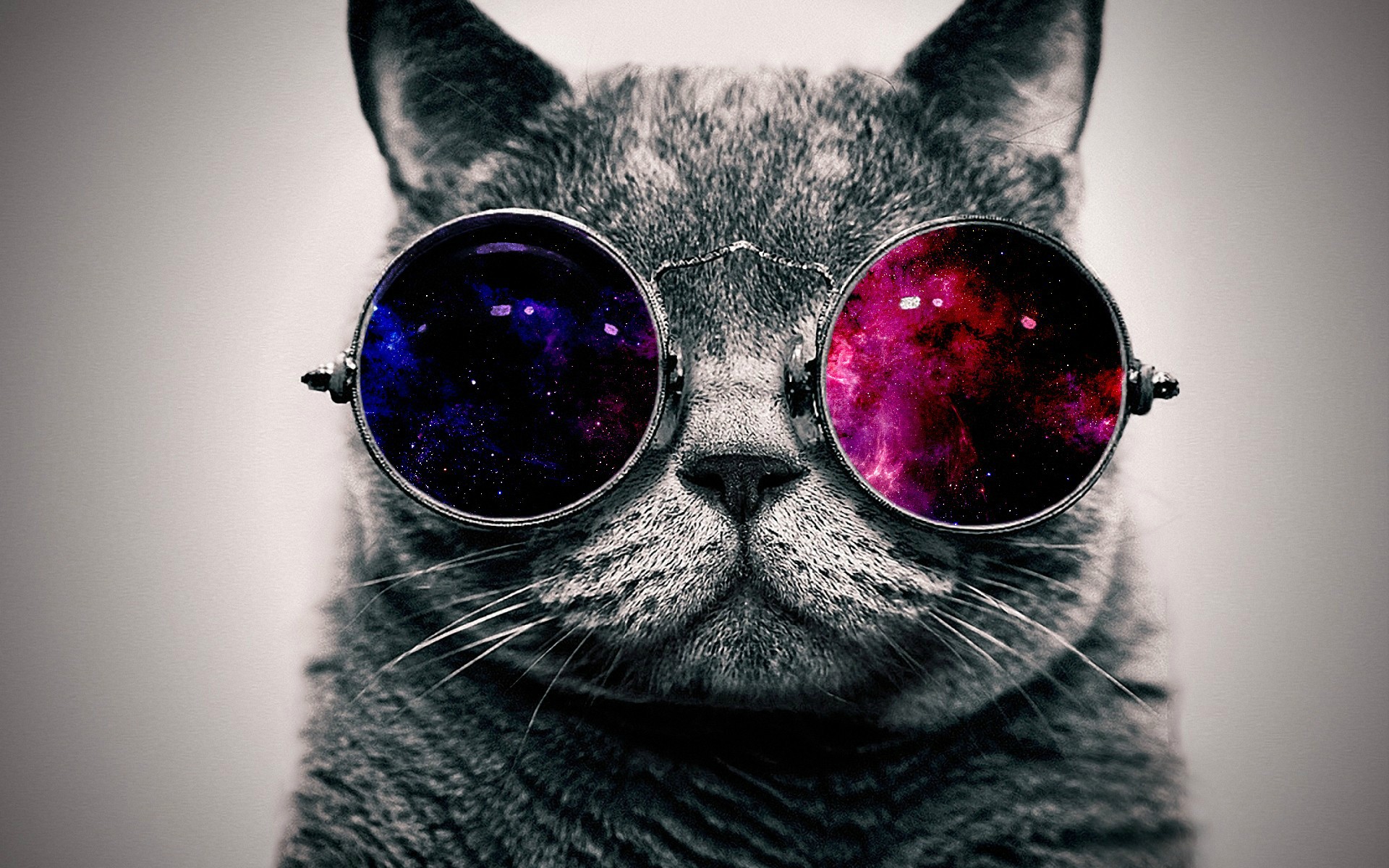 Cool Wallpapers Cat - HD Wallpaper 