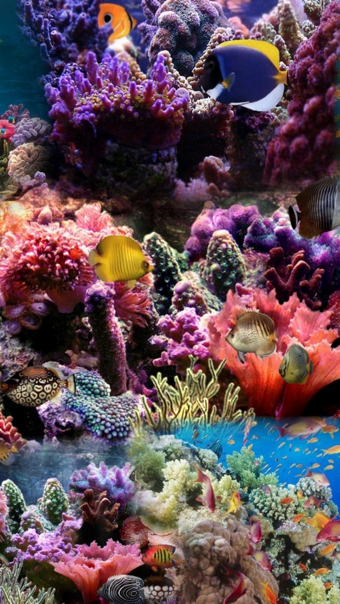 Wallpaper Reef, Coral, Fish - HD Wallpaper 