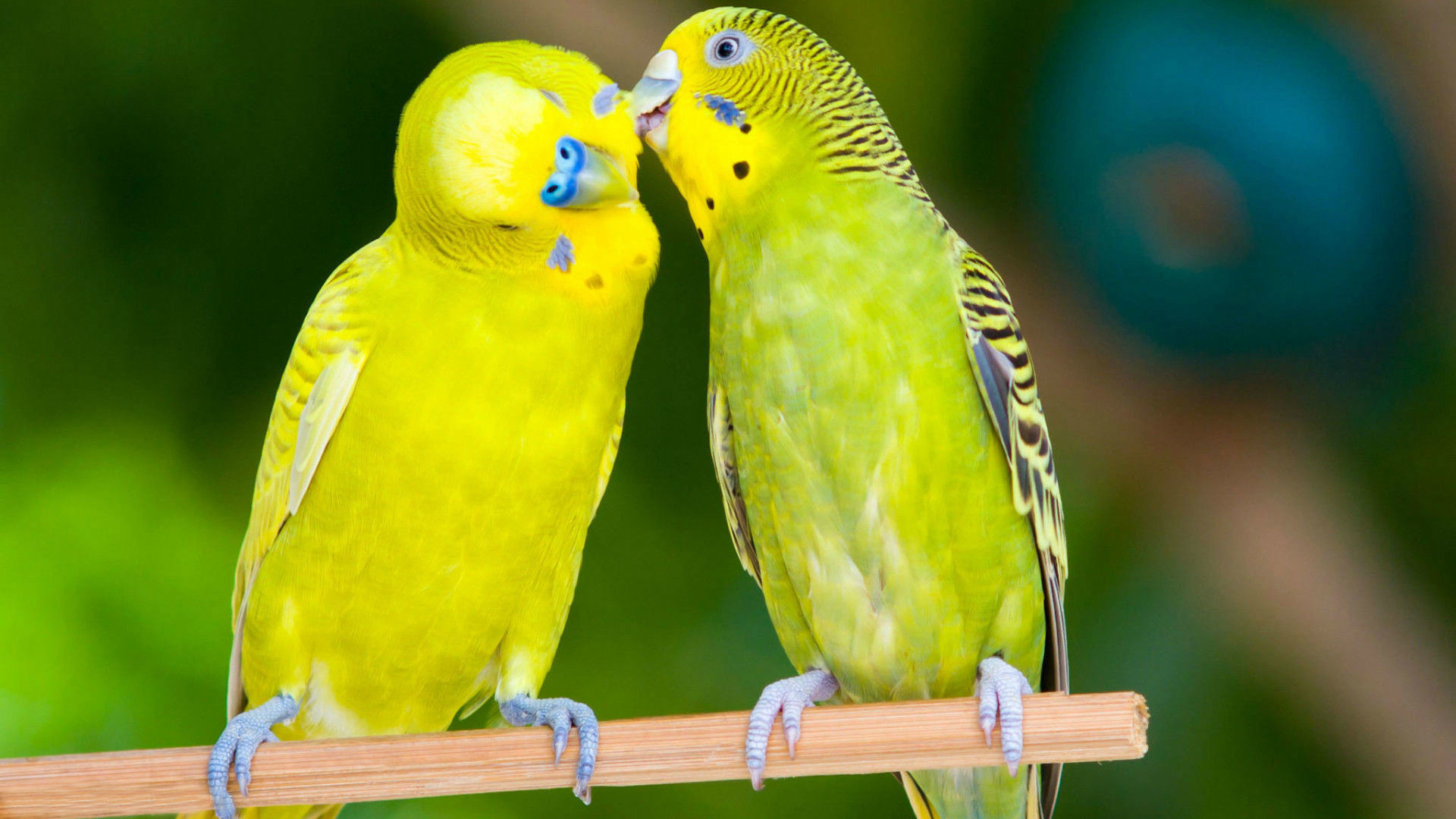 Most Beautiful Love Birds Hd Wallpapers 
 Data Src - Love Birds Images Hd - HD Wallpaper 
