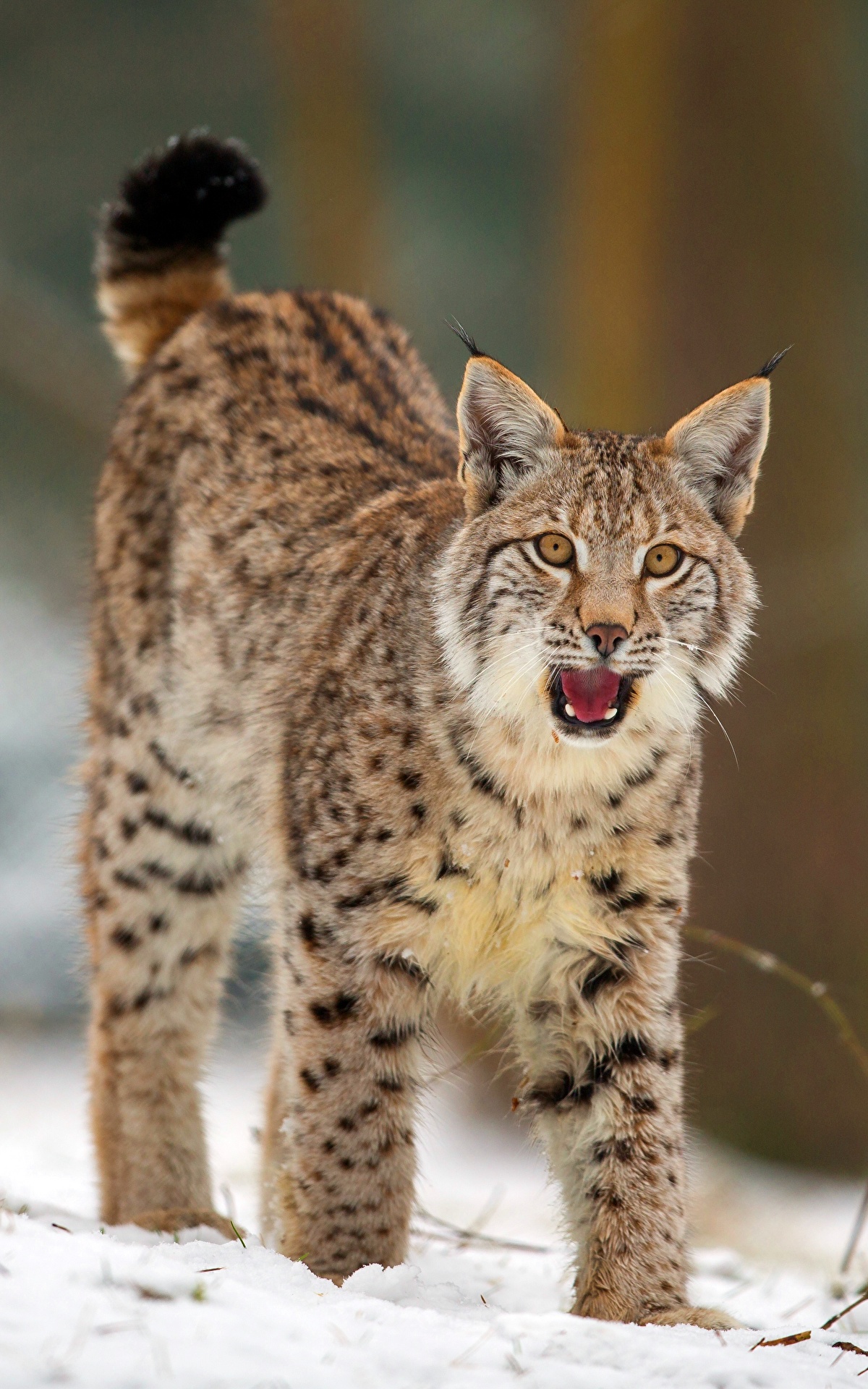 Обои Рысь В Снегу Hd - HD Wallpaper 