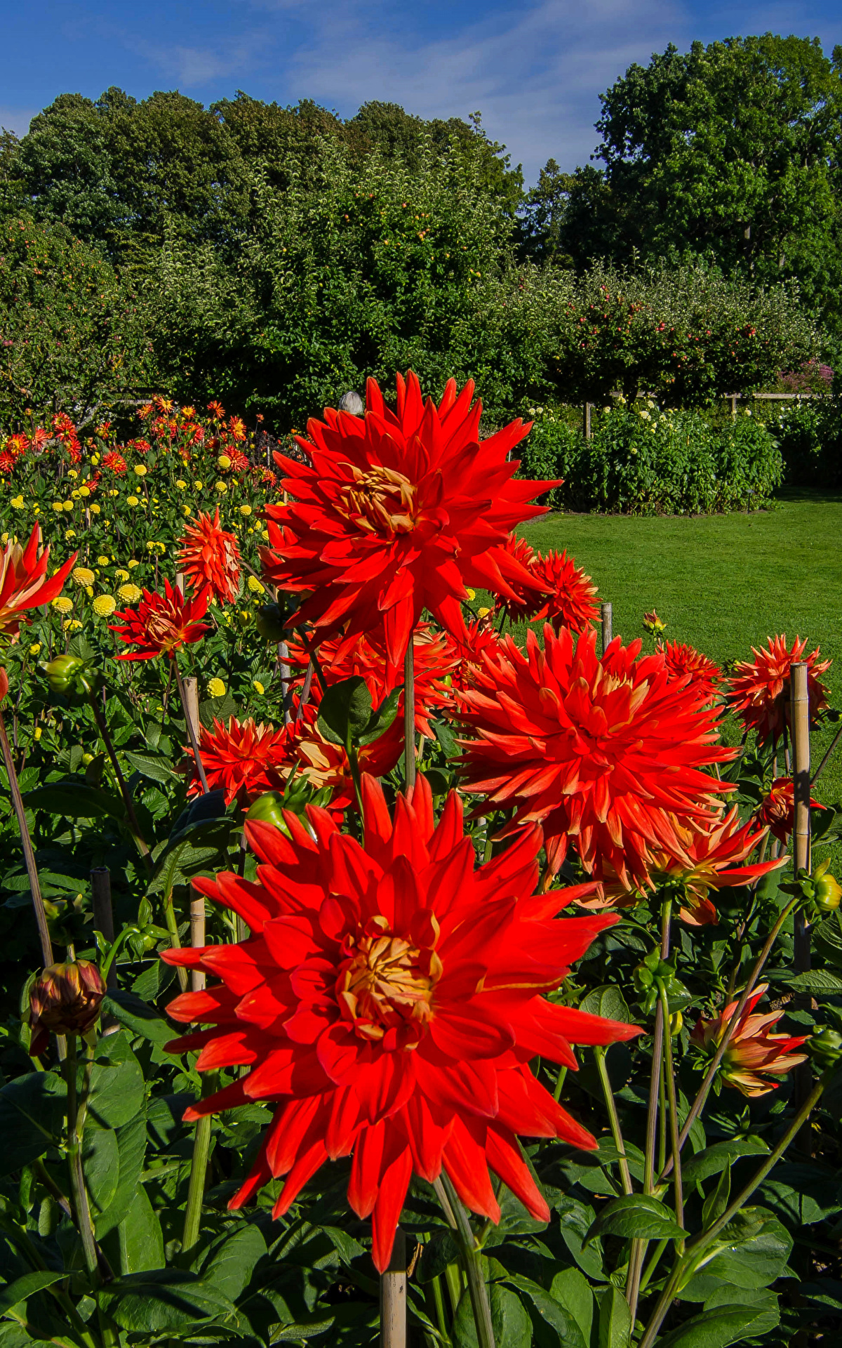 Common Zinnia - HD Wallpaper 