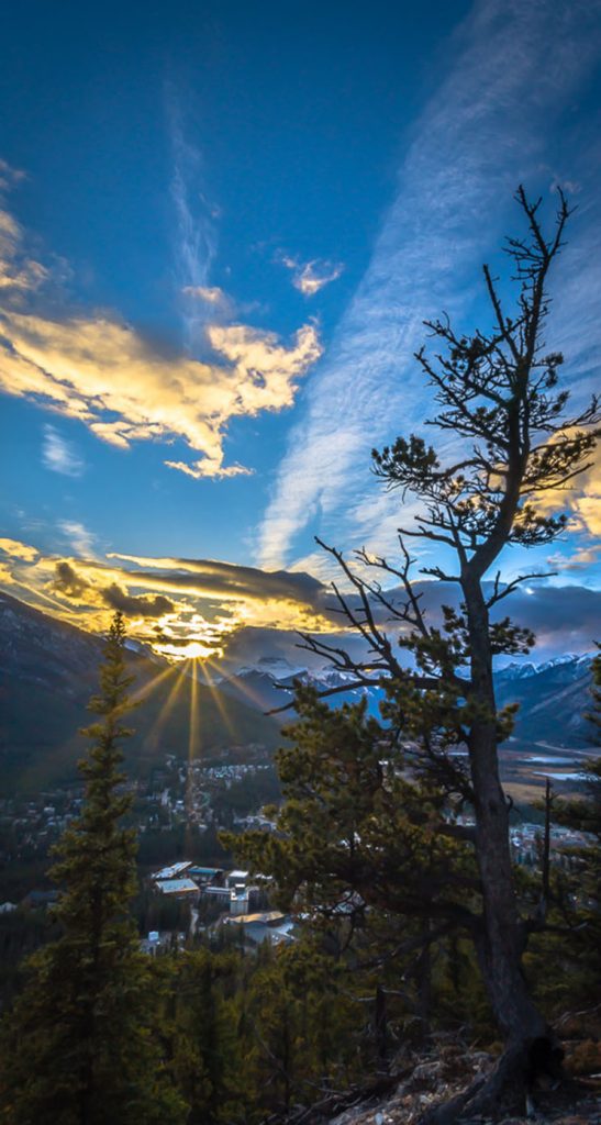 Larch - HD Wallpaper 