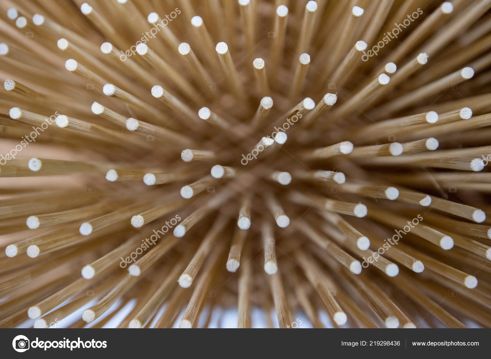 Cnidaria - HD Wallpaper 