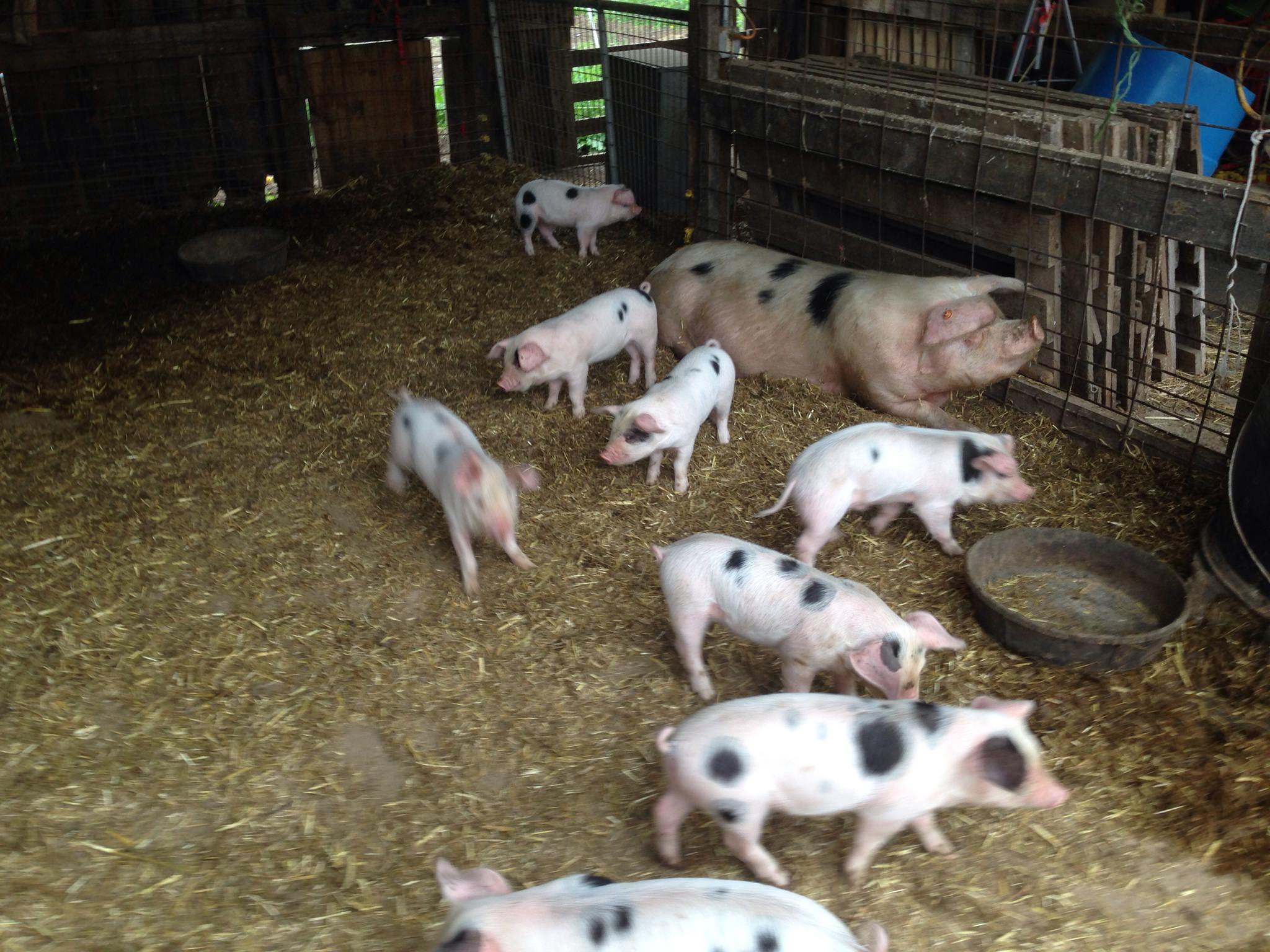 Domestic Pig - HD Wallpaper 