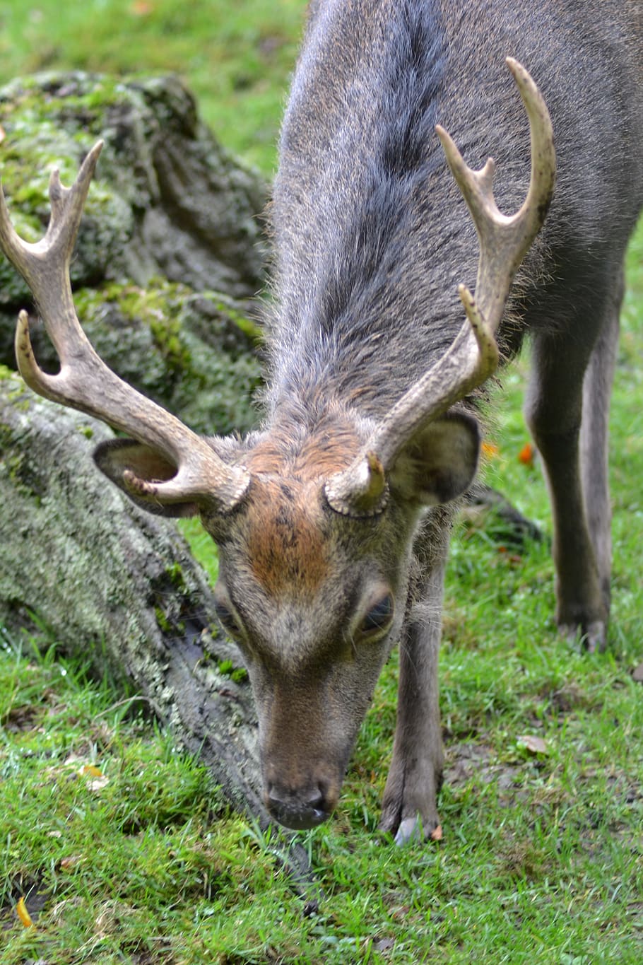 Hirsch, Antler, Eat, Sika Deer, Wildlife Park, Nature, - Sika Hjort - HD Wallpaper 
