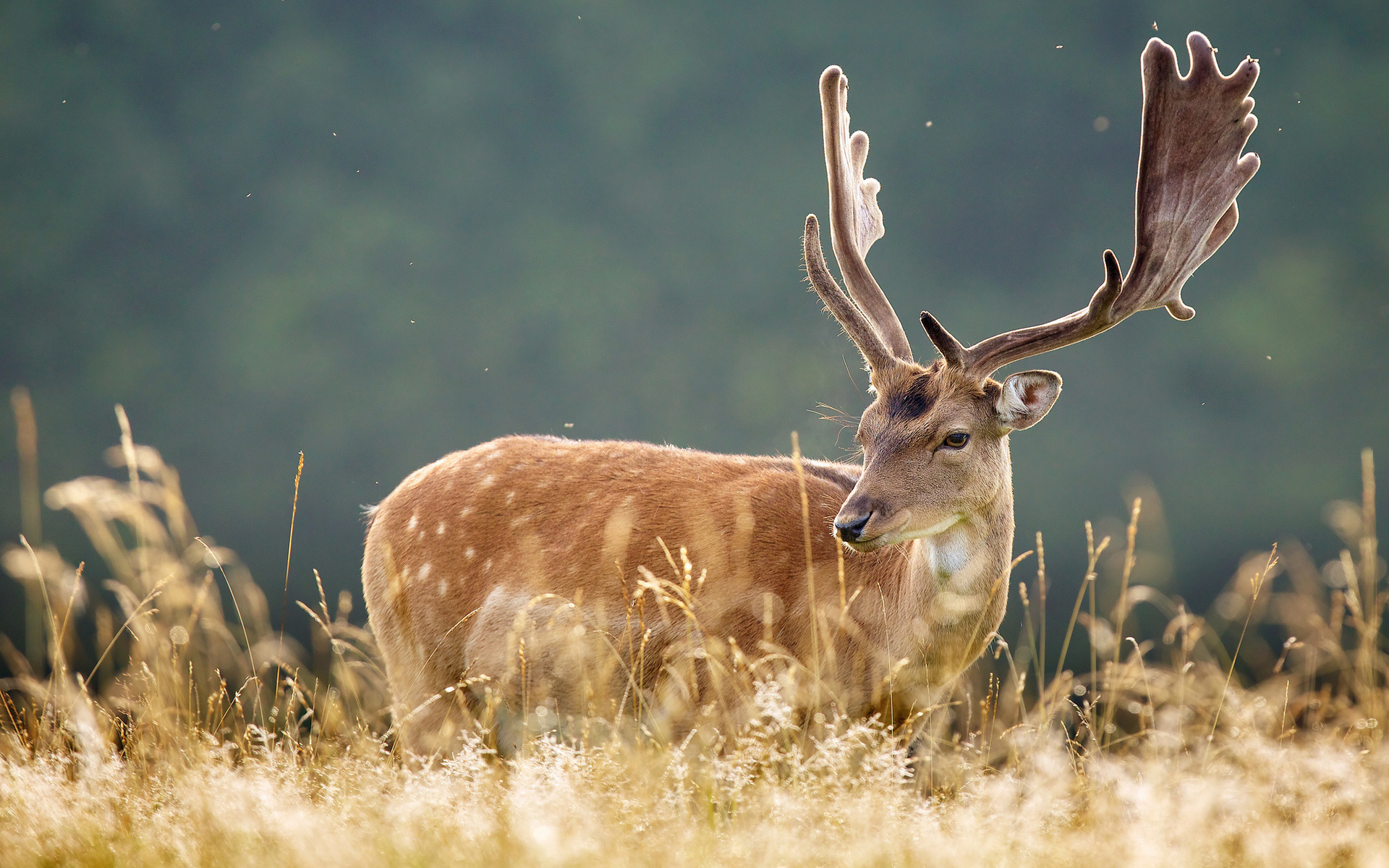 Beautiful Deer Antlers - Free Deer - HD Wallpaper 