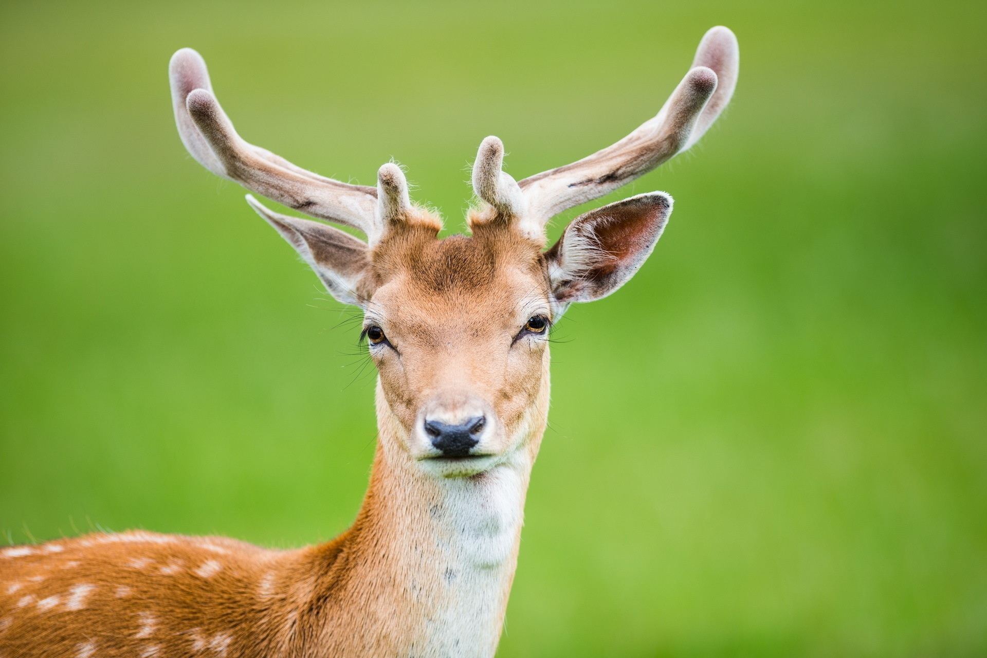 Wallpaper Deer, Antlers, Spotted - Antlars Animal - HD Wallpaper 