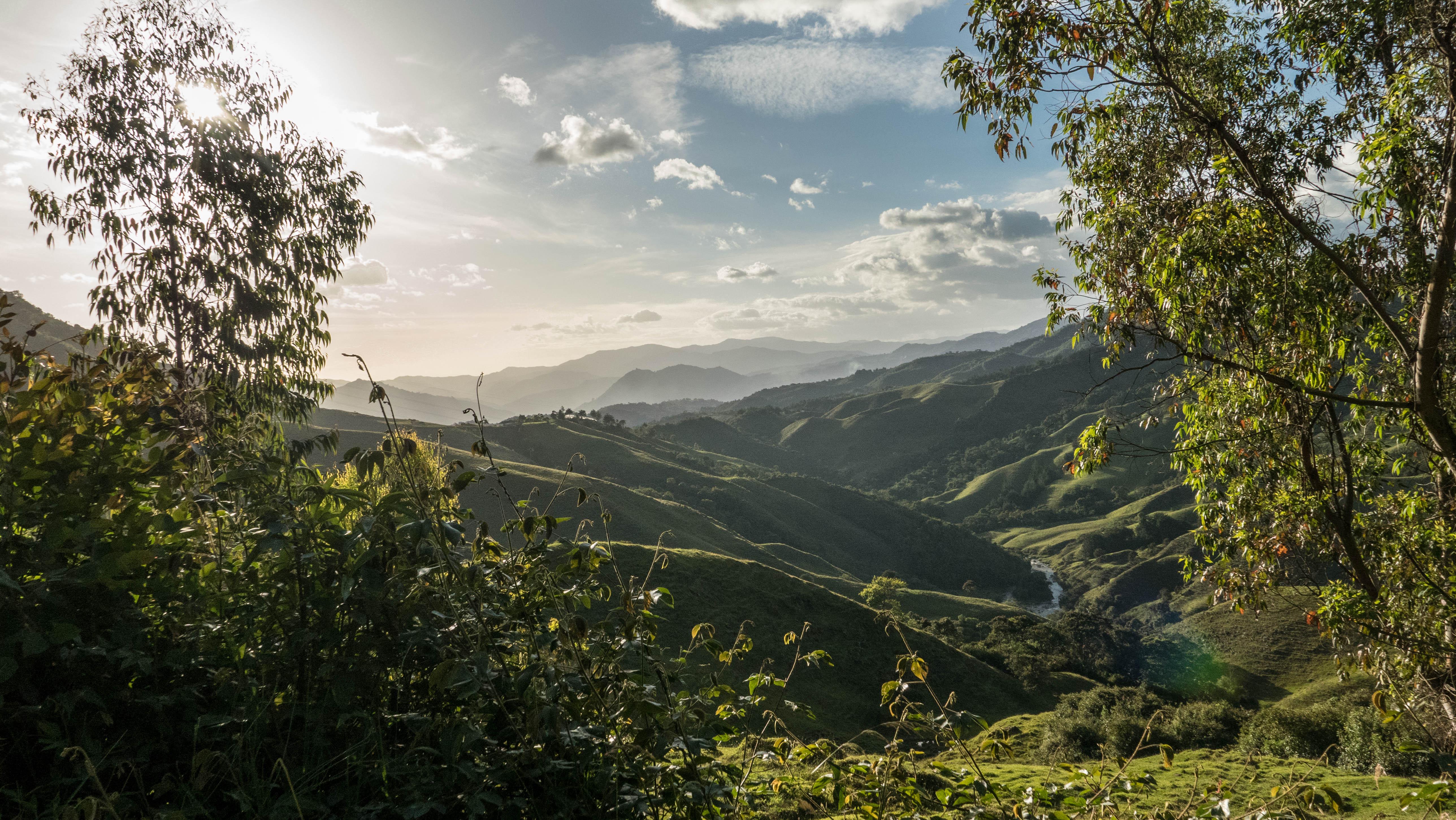 Columbia Is Beautiful Wallpaper - Tree - HD Wallpaper 