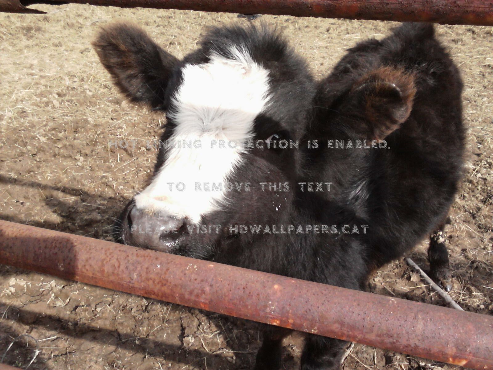 Cutie Pie Ron Carla Chris Sherry Animals - Calf - HD Wallpaper 