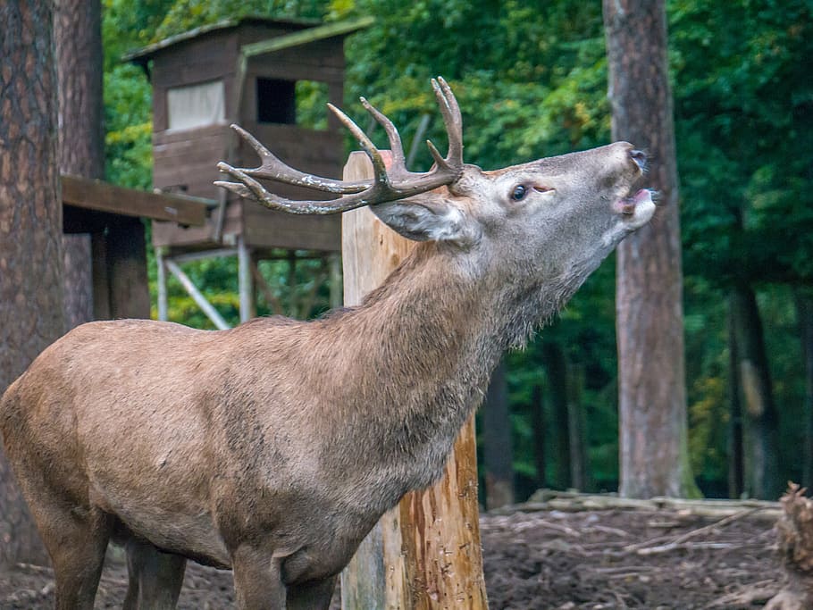 Hirsch, Rut, Nature, Antler, Animal Themes, Mammal, - Deer - HD Wallpaper 