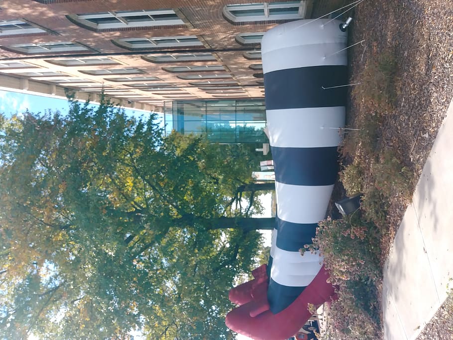 United States, Columbia, South Carolina State Museum, - Tree - HD Wallpaper 