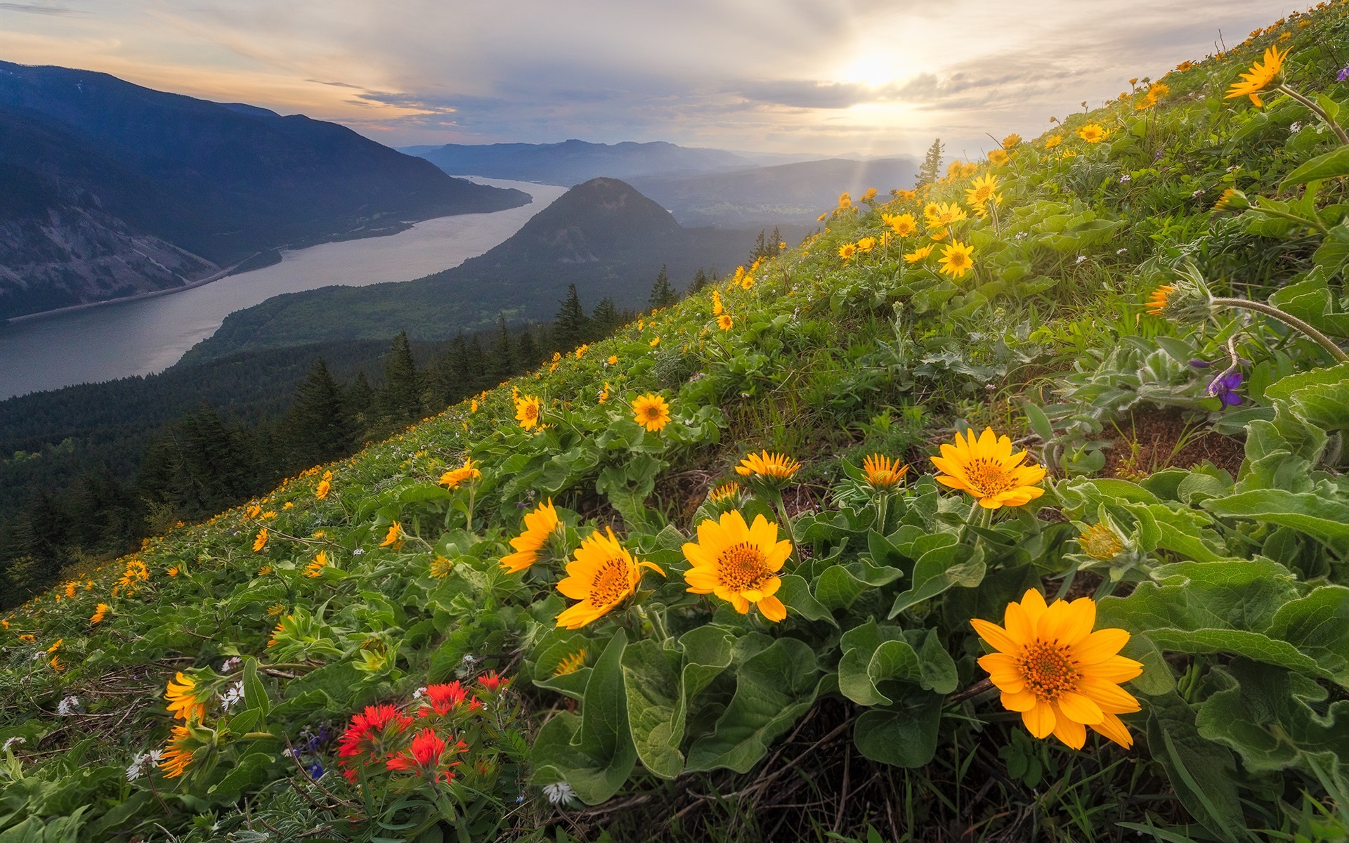 Wallpaper Dog Mountain, Yellow Flowers, Slope, Cascade - Mountain Range With River And Flowers - HD Wallpaper 