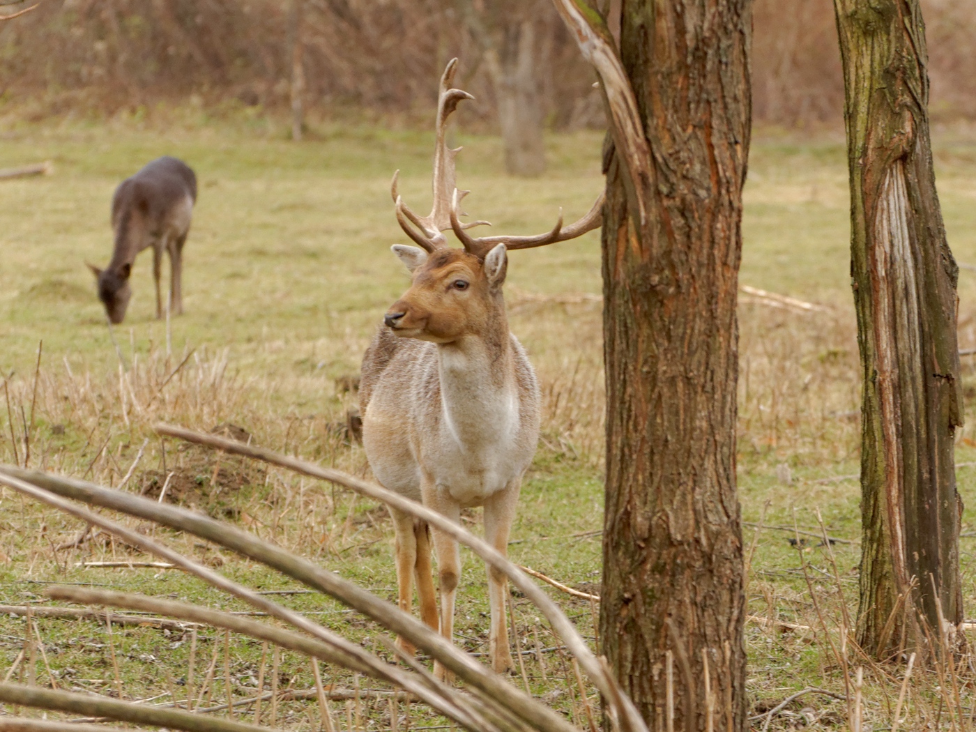 Wallpaper Deer, Antlers, Trees - Deer - HD Wallpaper 