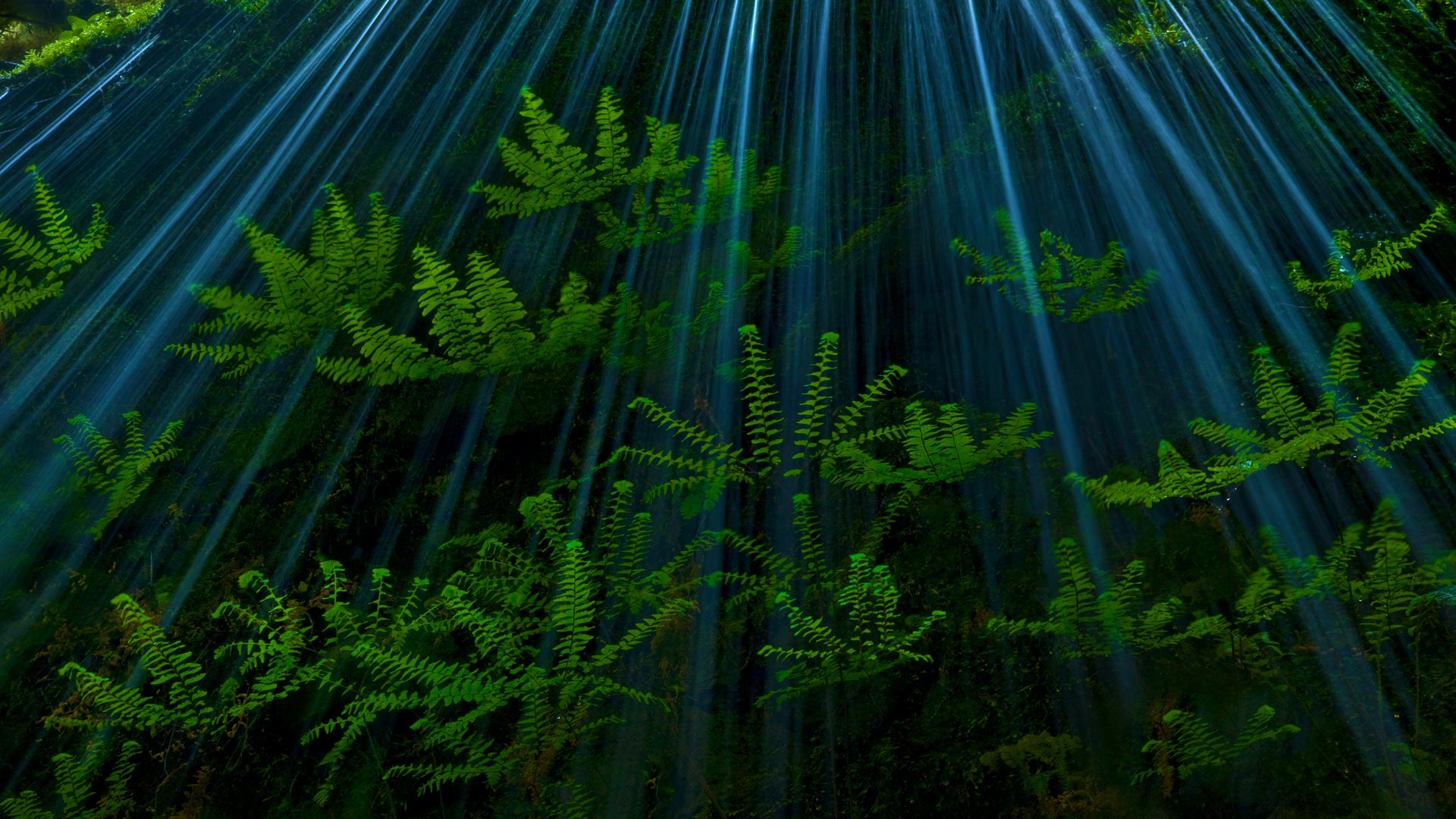 Crg Ferns - Ferns In The Columbia River Gorge - HD Wallpaper 