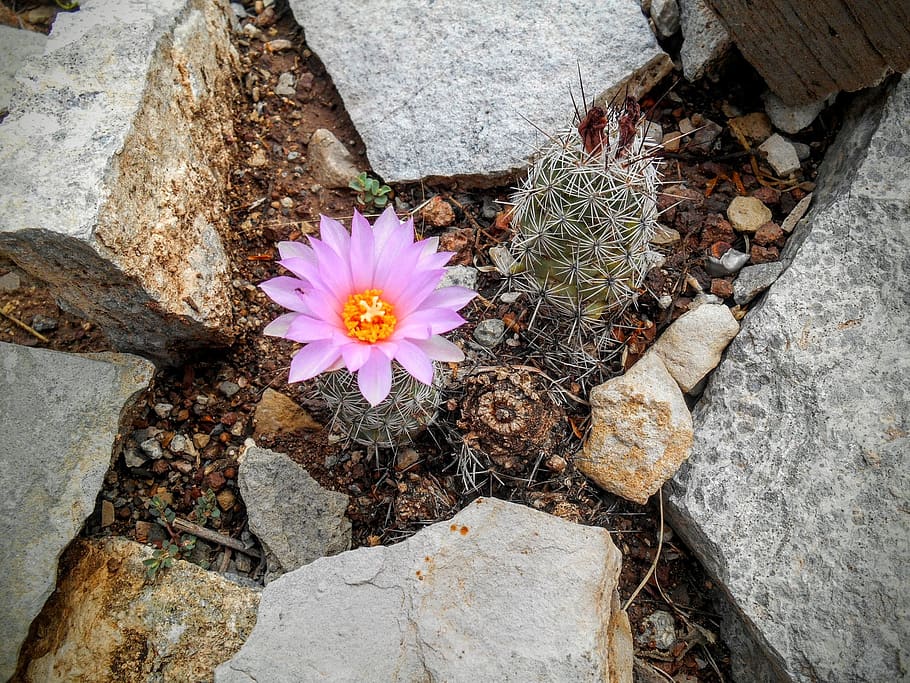 Flower, Desert, Cactus, Pink, Rock, Perseverance, Flora, - HD Wallpaper 