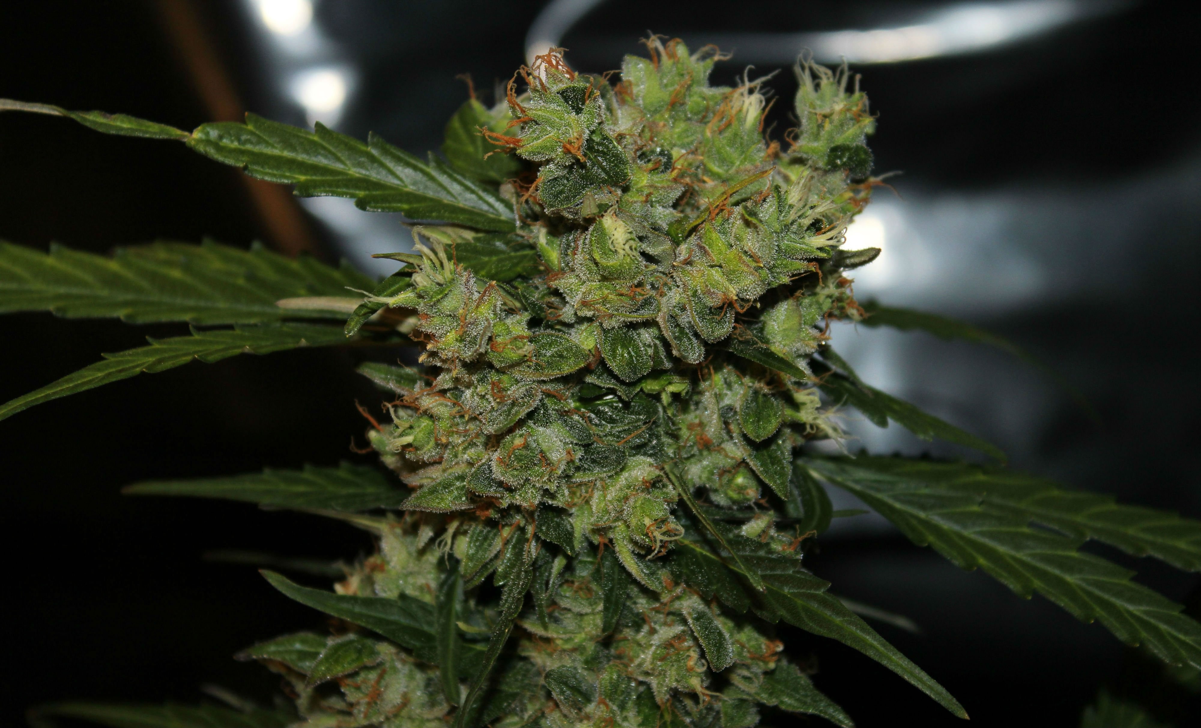 Weed Plant Wallpaper Phone - HD Wallpaper 
