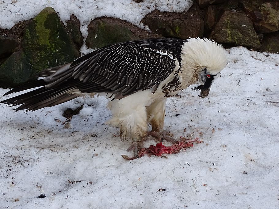 Sup, Eagle, Bird, Birds, Breeding Raptors, Beak, Bald - HD Wallpaper 