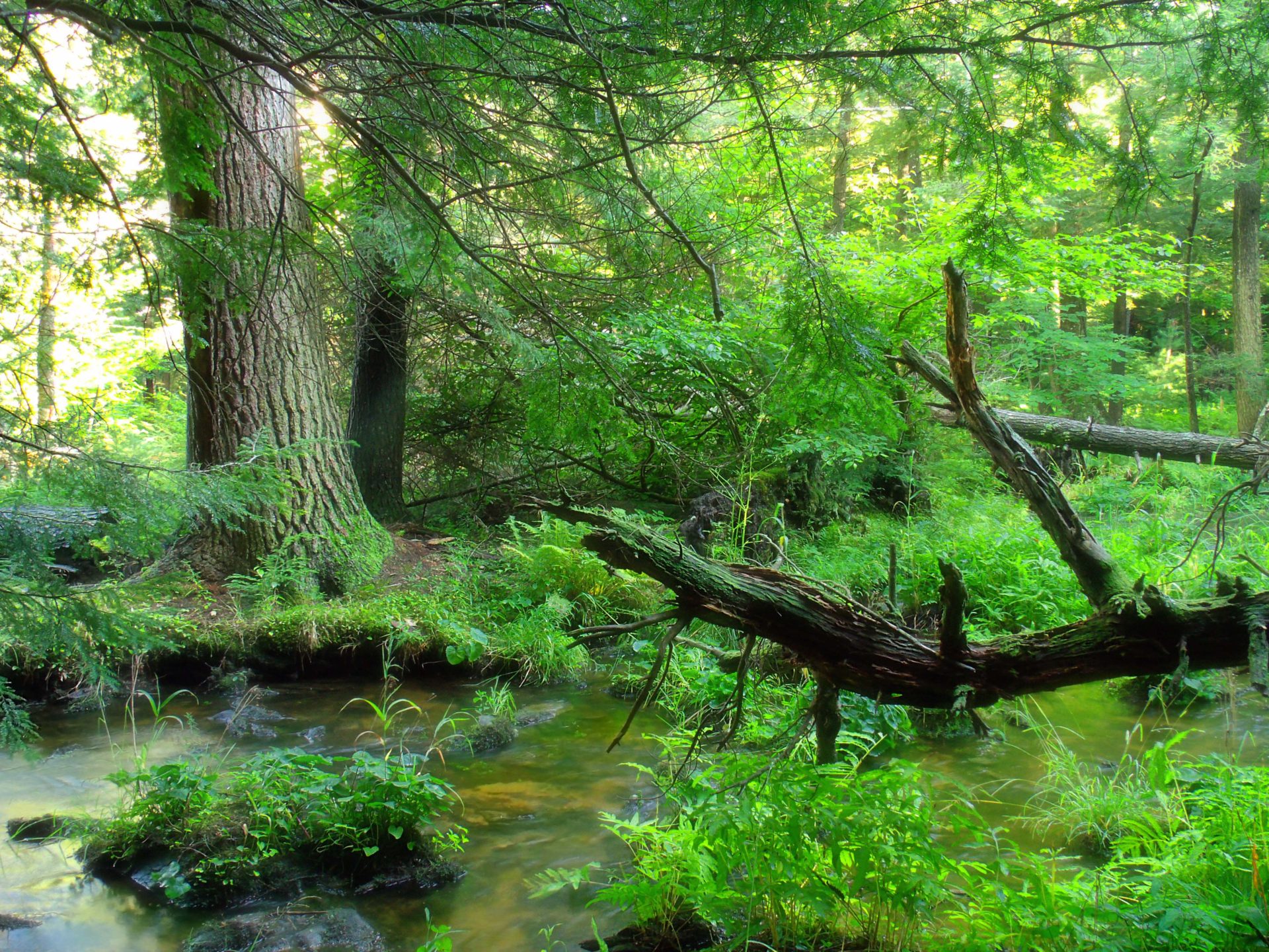 Cairns Botanic Gardens - HD Wallpaper 