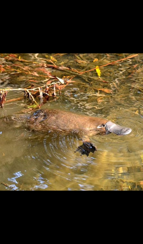 Platypus Meaning In Urdu - HD Wallpaper 