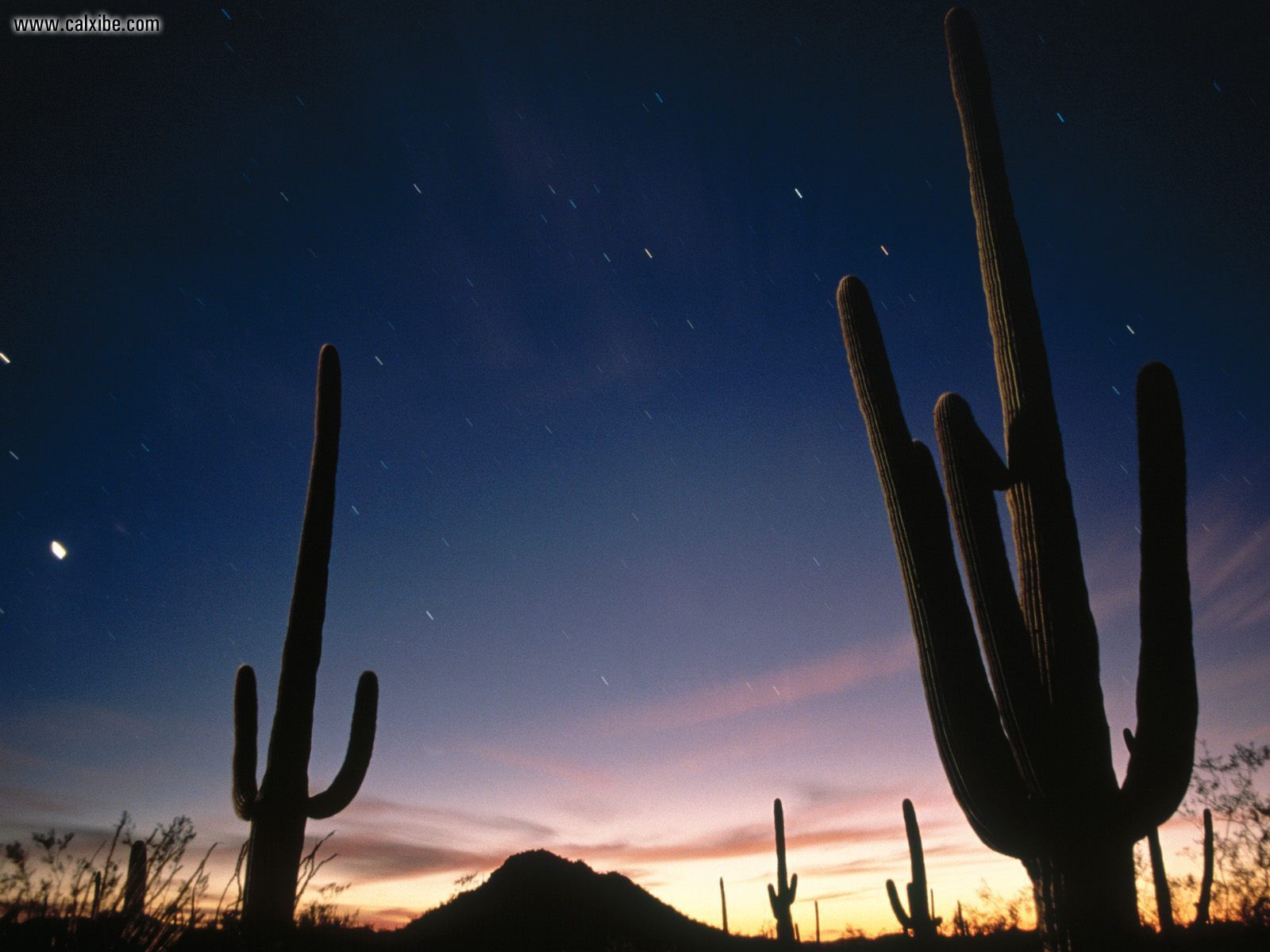 Phone Sunset Cactus Desert - HD Wallpaper 