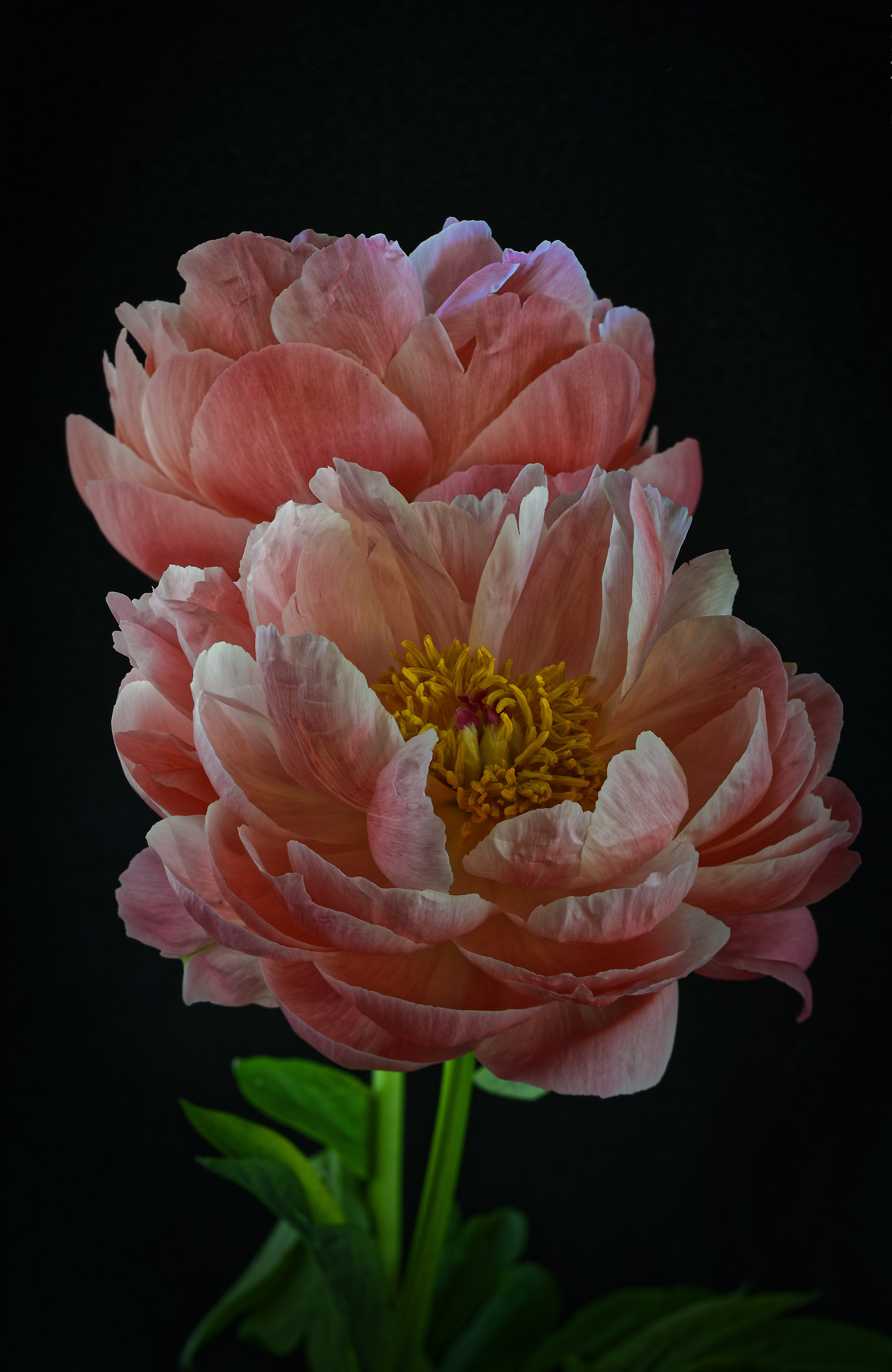 Peony Closeup - HD Wallpaper 
