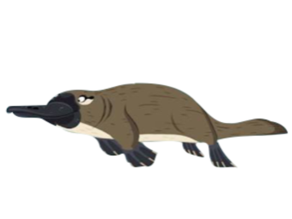 Thumb Image - Echidna - HD Wallpaper 