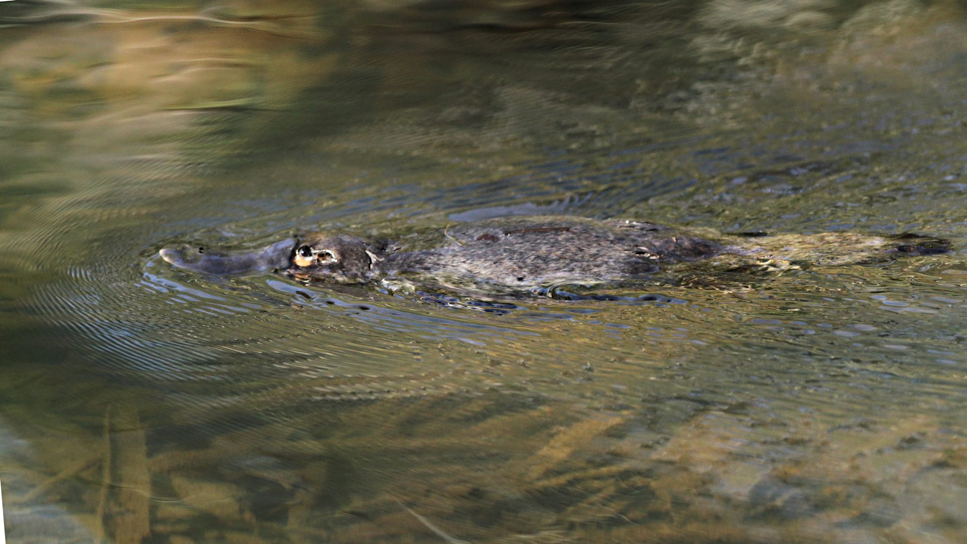 Platypus Wallpaper - 1920x1080 Wallpaper - teahub.io