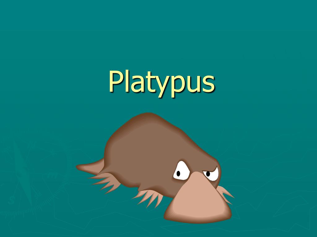 Platypus L - - Cartoon - HD Wallpaper 