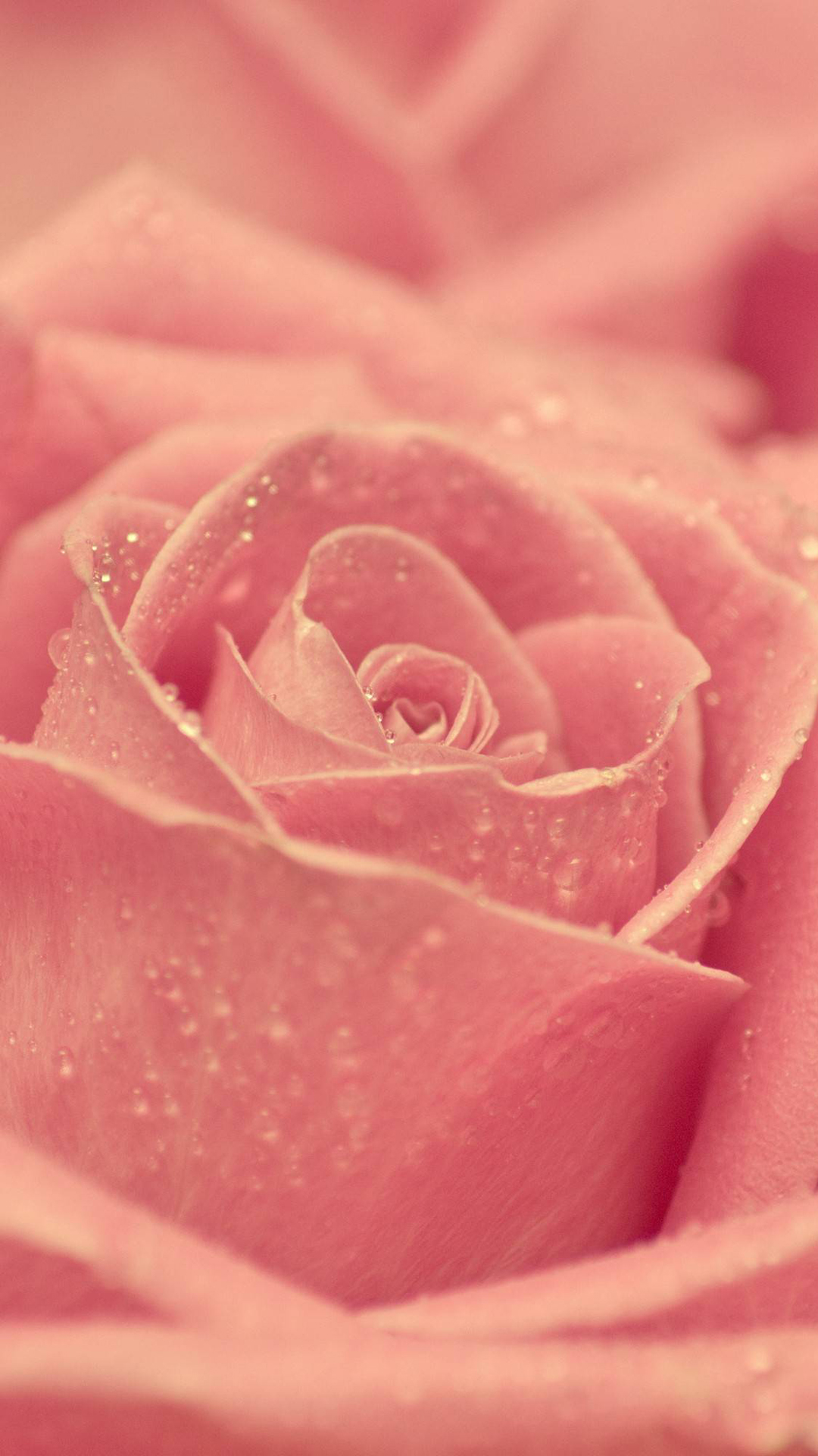 Pink Rose Htc Wallpaper - Rose Gold Wallpaper Home Screen - HD Wallpaper 