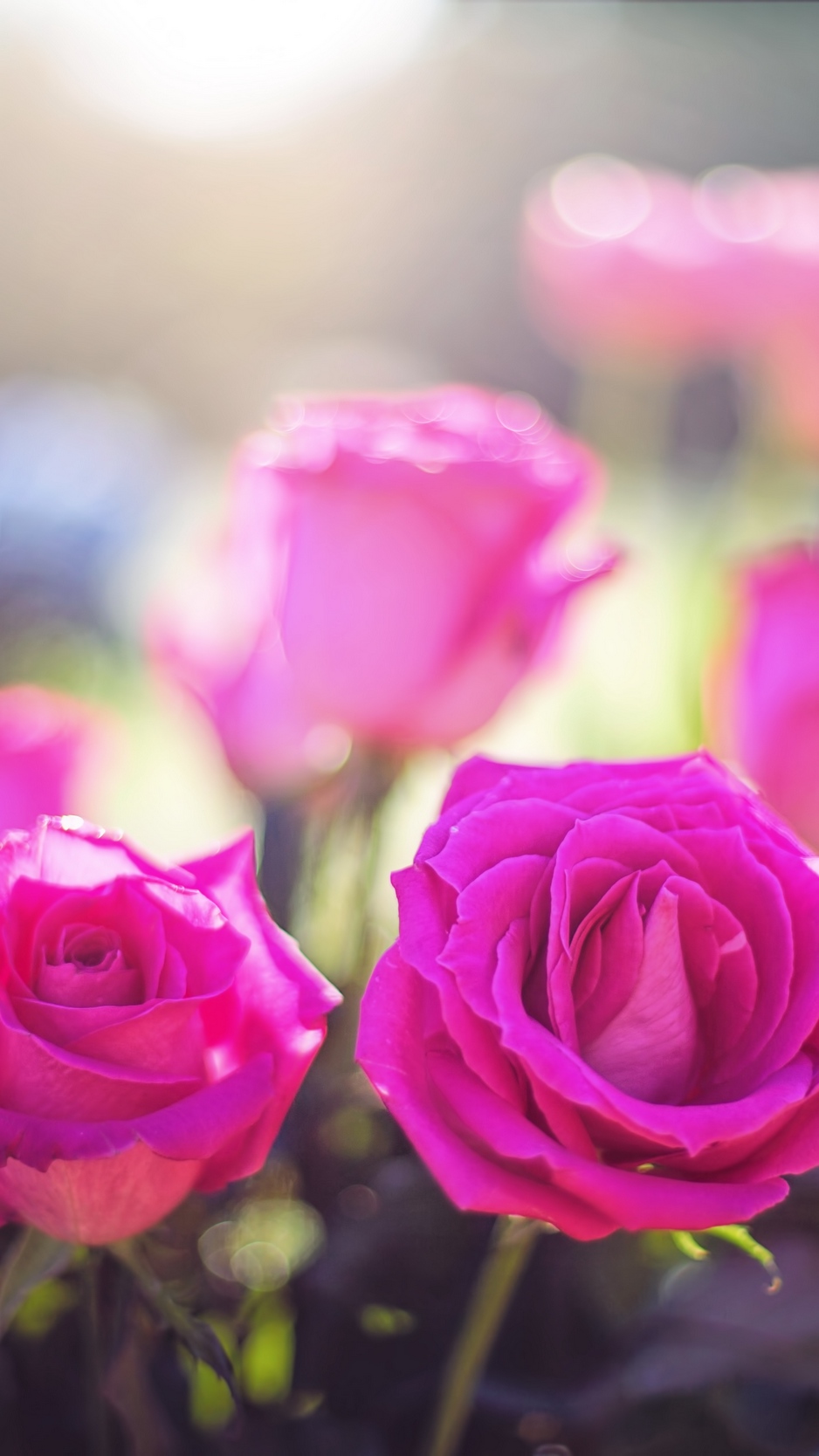 Wallpaper Roses, Buds, Light, Pink - Beautiful Good Morning Wish - HD Wallpaper 