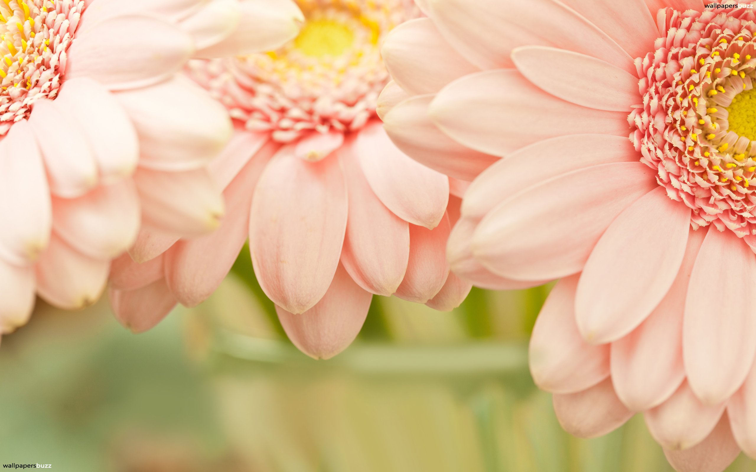 Beautiful Light Pink Flowers - HD Wallpaper 