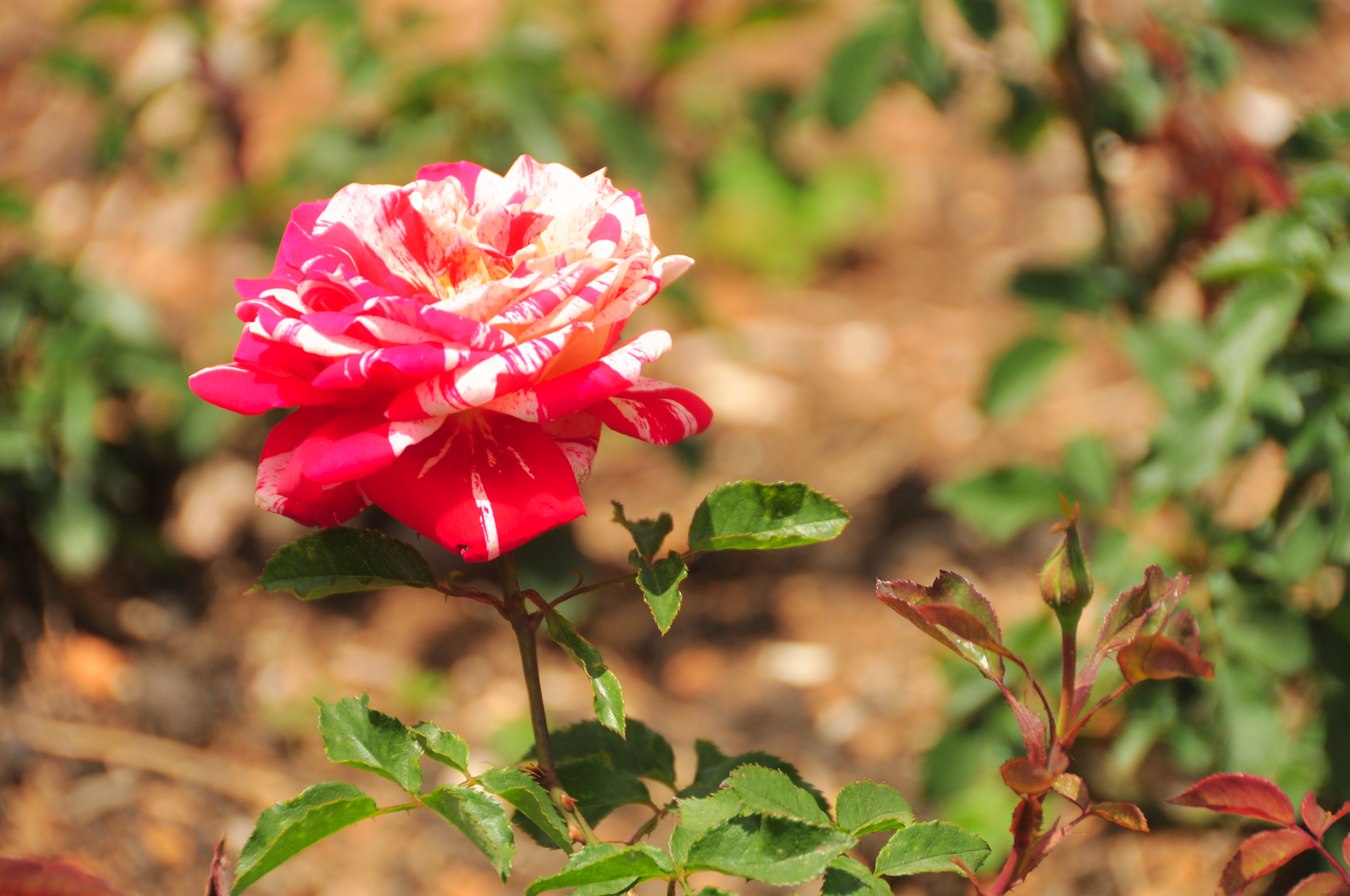 Rose Garden Flower Ooty - HD Wallpaper 