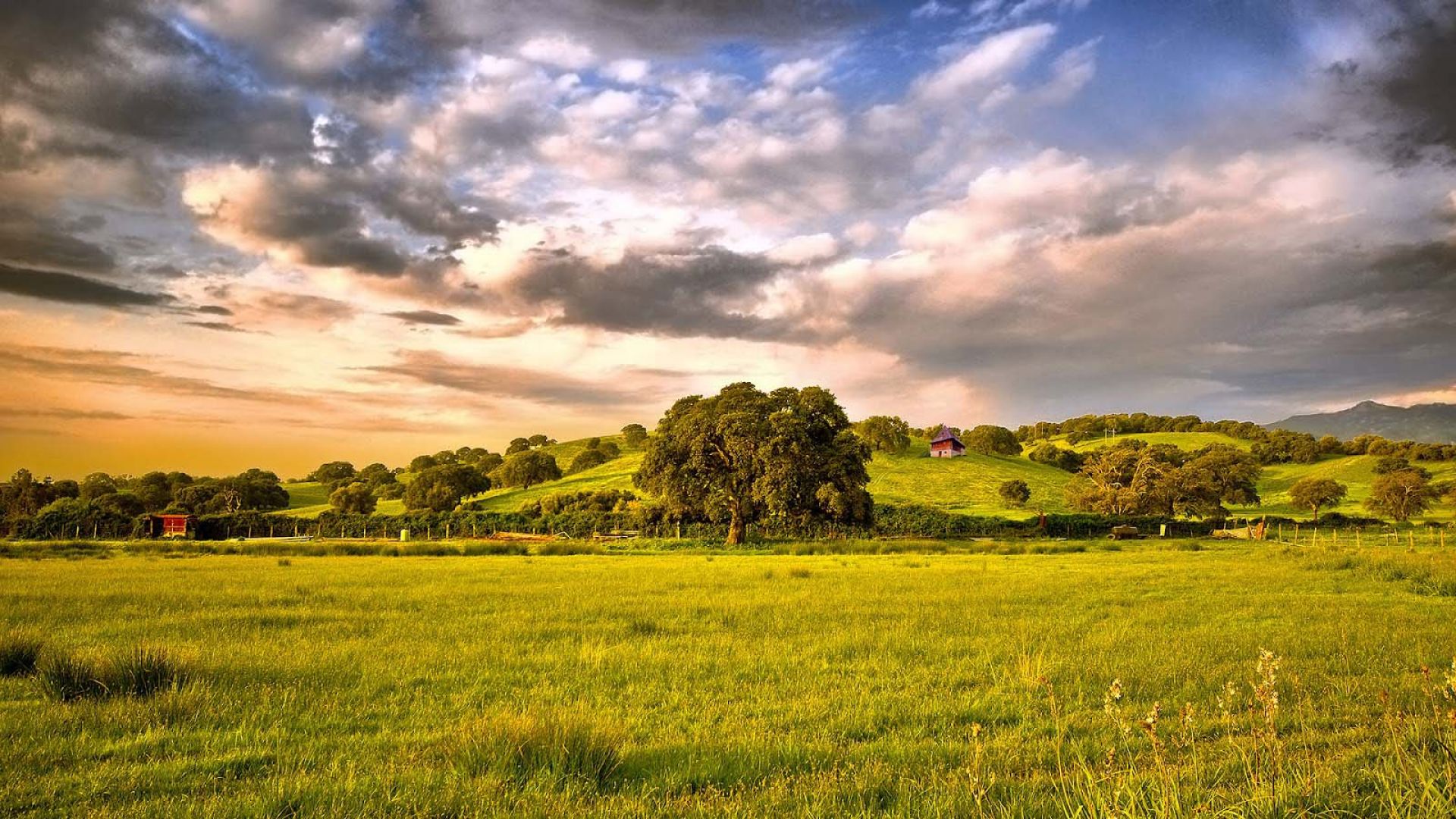 Old Olive Trees And The Ground Wallpaper - Ground Pic Hd - HD Wallpaper 