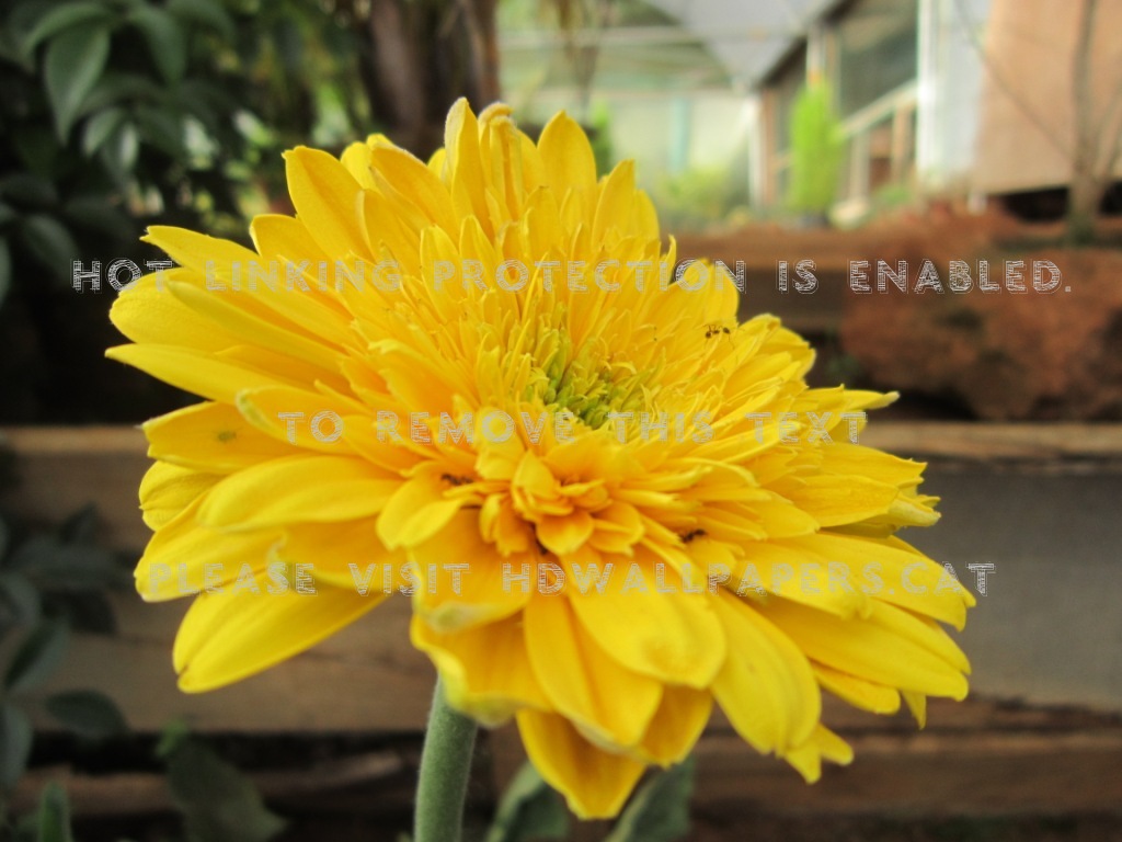 Flower Ooty South India Hills Nature - Flower Hills Image Hd - HD Wallpaper 