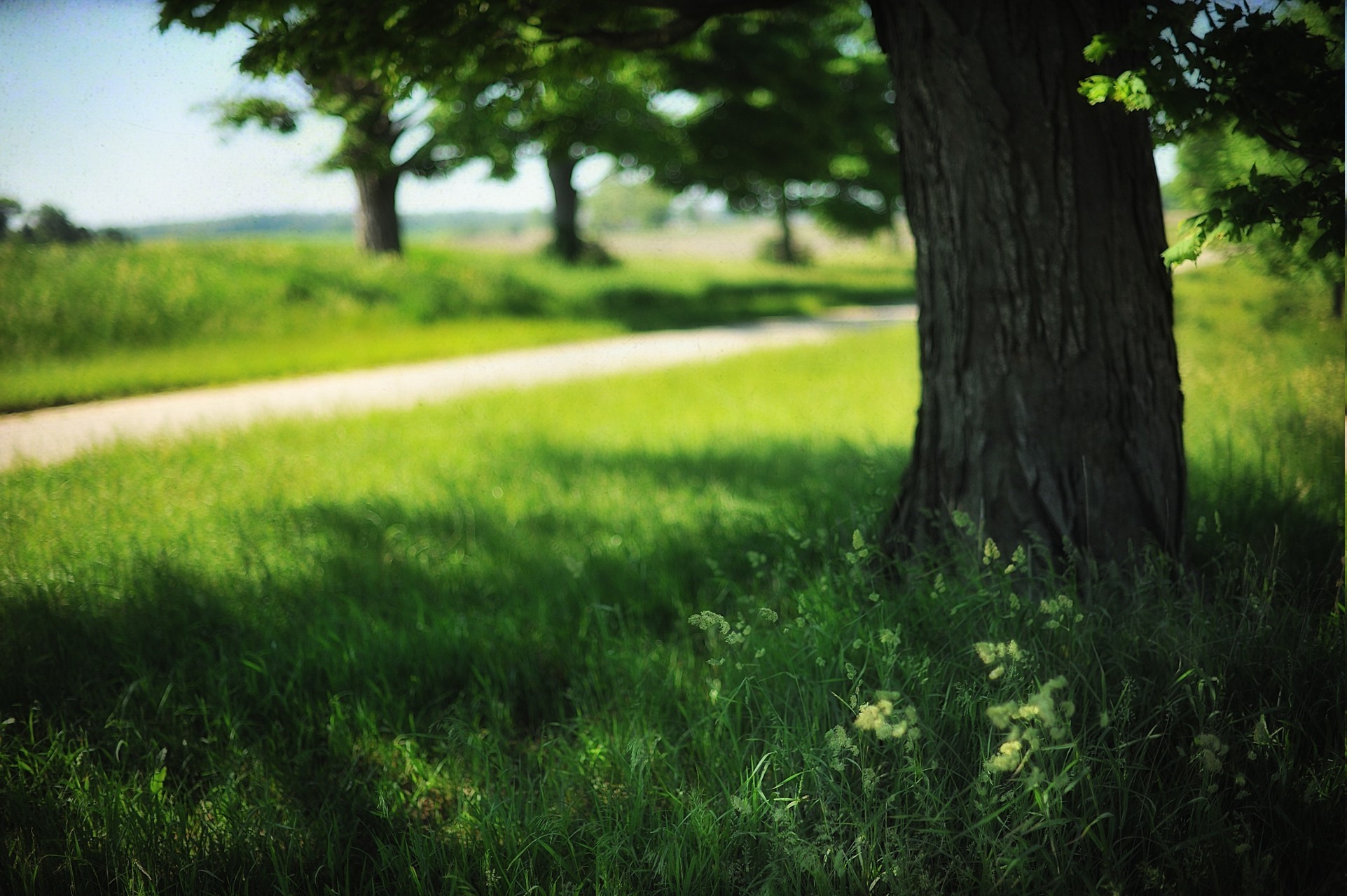 1923x1280, Landscape, Field, Trees, Grass, Summer, - Grass - HD Wallpaper 