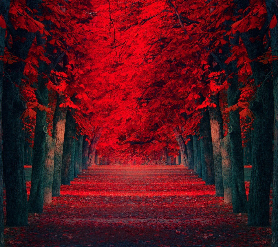 Android Mobile Wallpaper-12 - Red Color In Nature - 960x854 Wallpaper - Android Mobile Wallpaper-12 - Red Color In Nature - 960x854 Wallpaper -