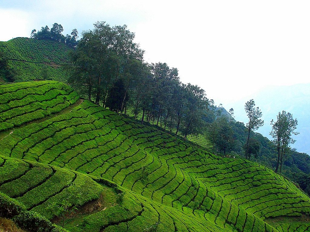 Ooty - Munnar - HD Wallpaper 