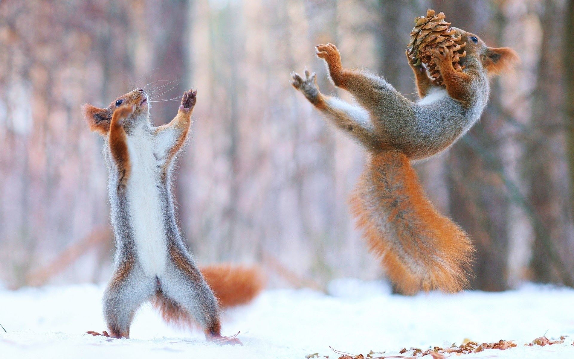 Ooty Wallpaper - HD Wallpaper 