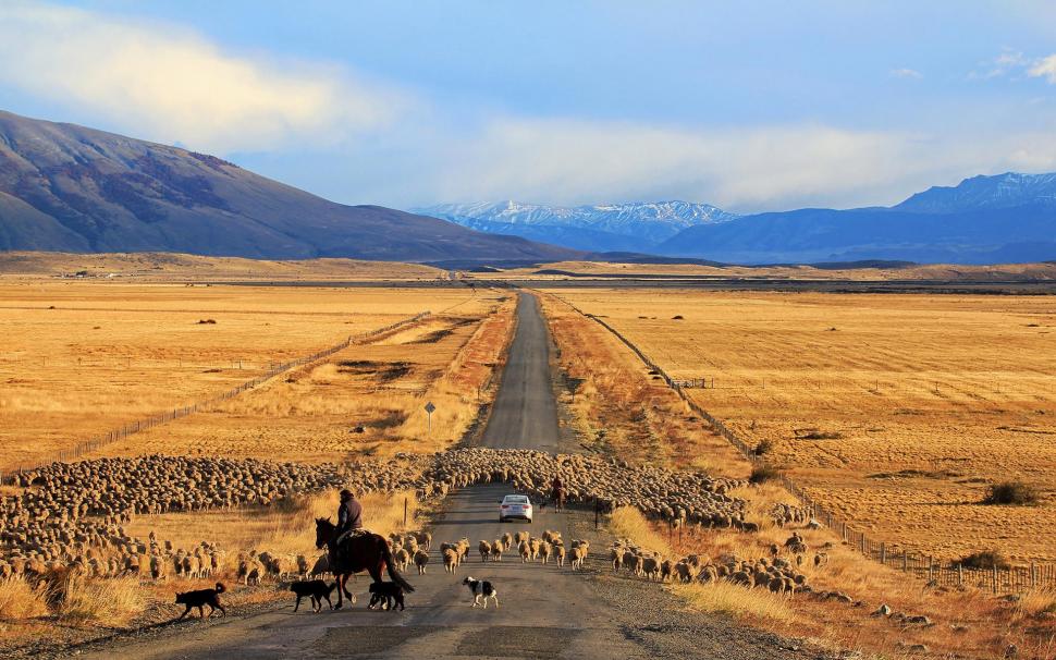 Golden Fields, Road, Sheep, Chile, Patagonia Wallpaper,golden - Patagonia Hd - HD Wallpaper 