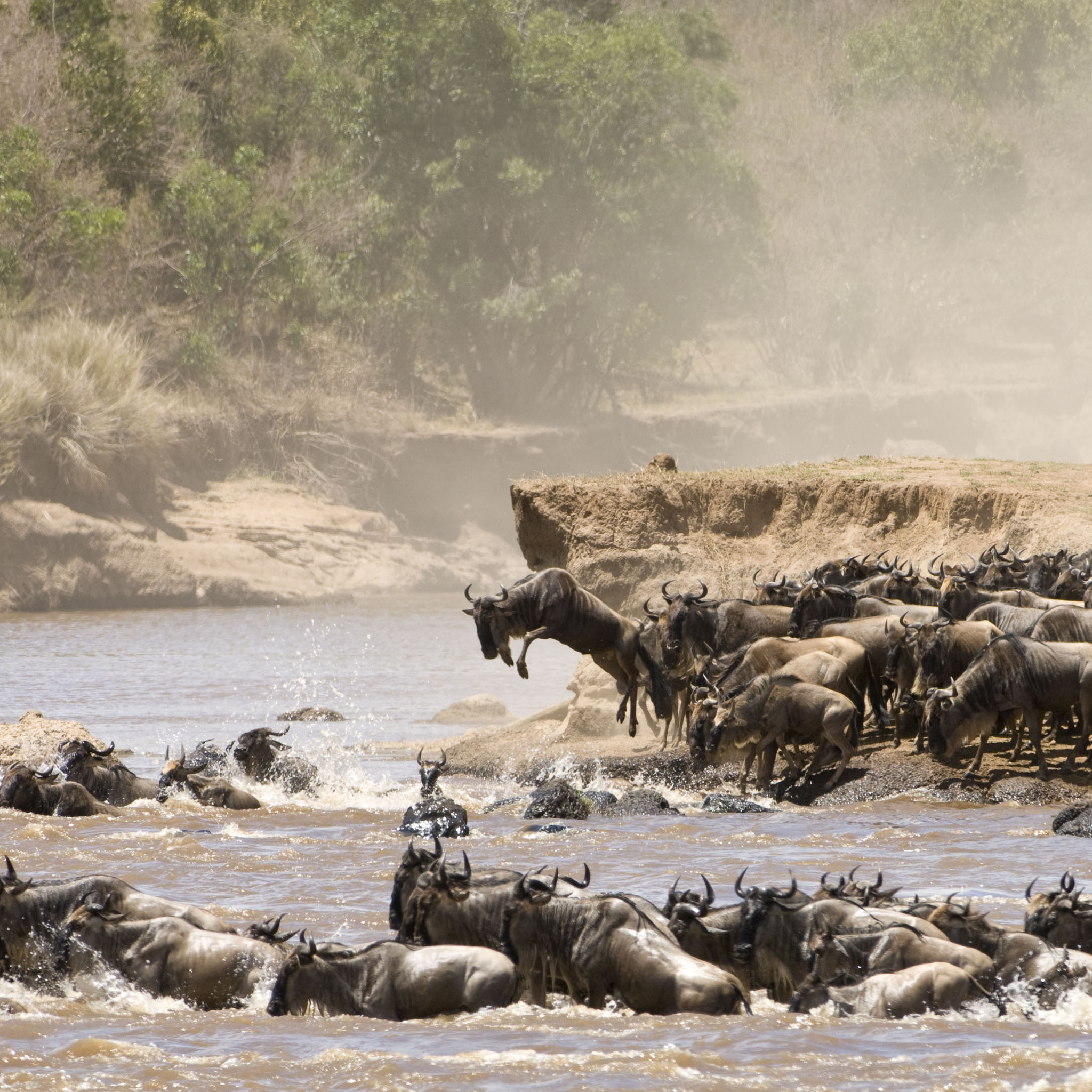 Great Masai Mara Migration - HD Wallpaper 